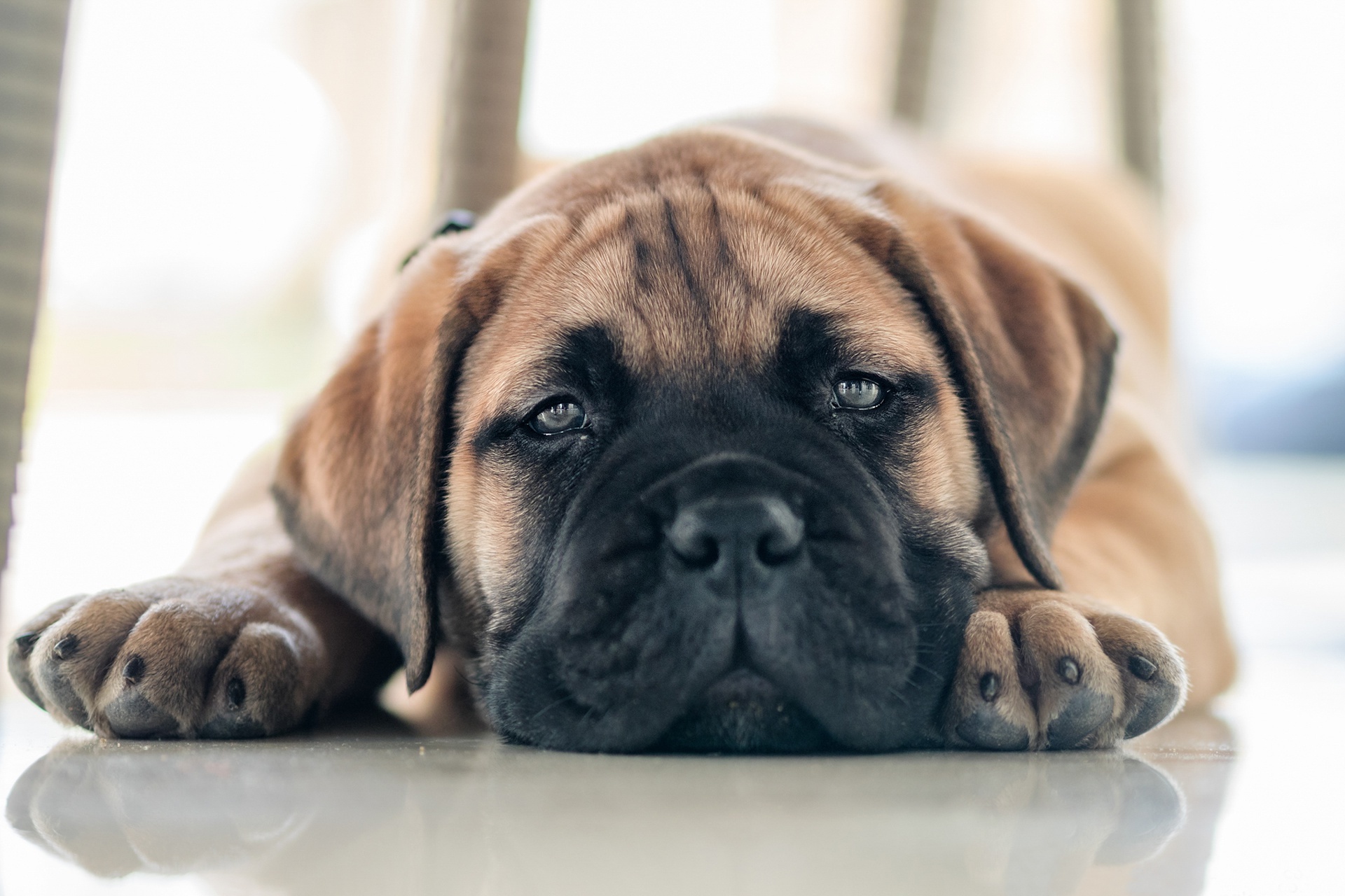 Bullmastiff breed, Noble guardian, Powerful physique, Loyal companion, 1920x1280 HD Desktop