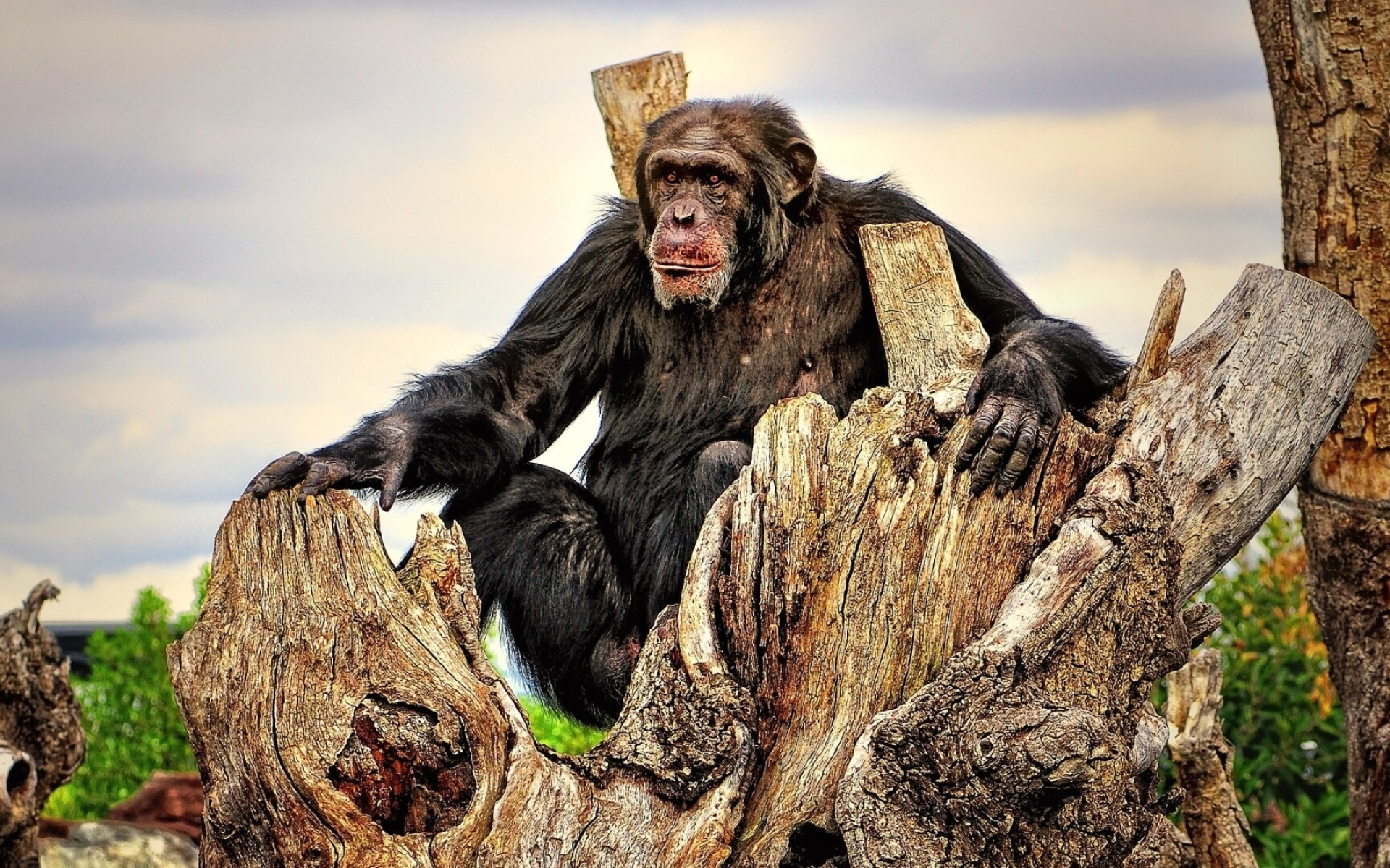 Chimpanzee 2, Animal wallpaper, Playful gestures, Curiosity sparks, 1920x1200 HD Desktop