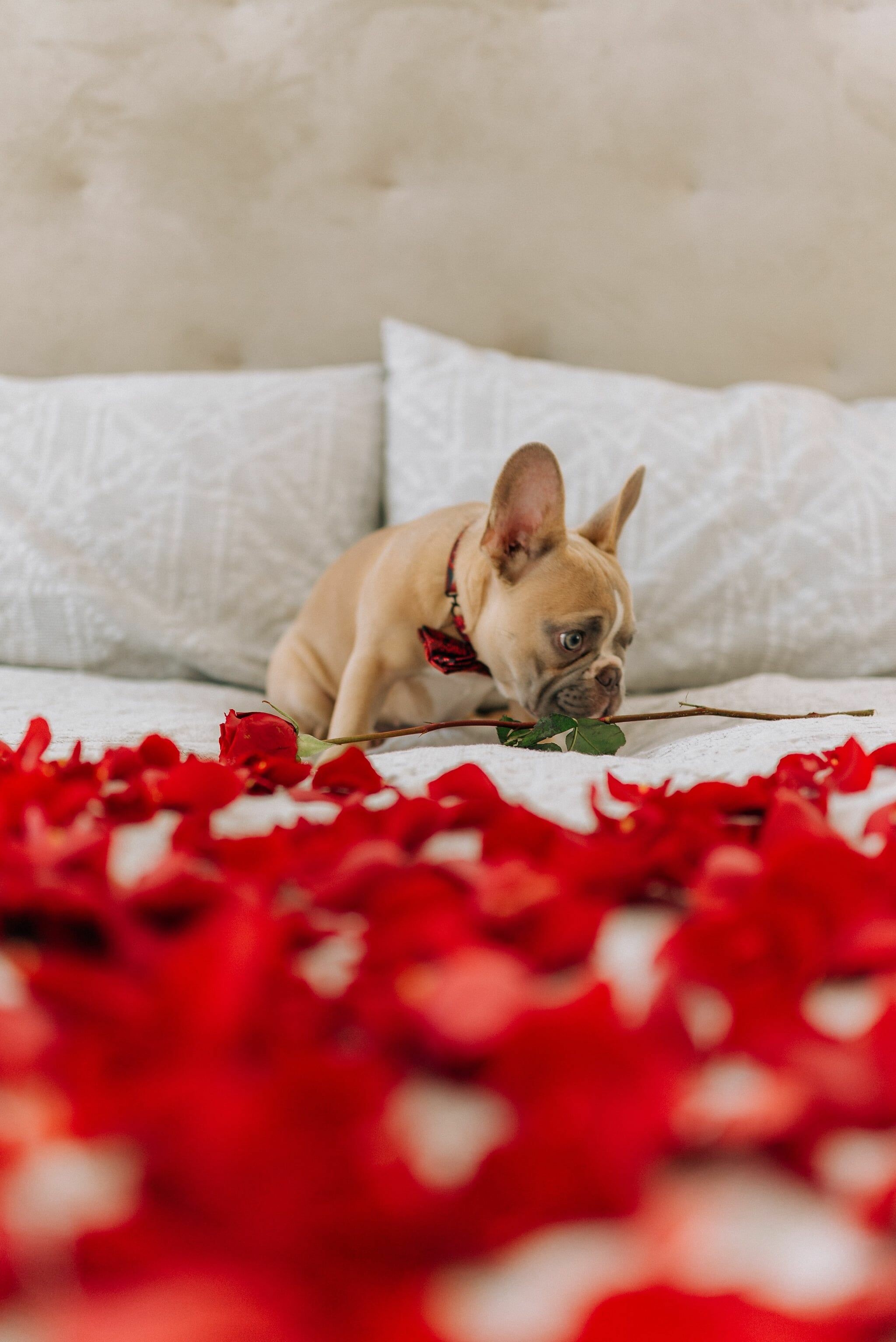 Petals, French Bulldogs Wallpaper, 2050x3070 HD Phone