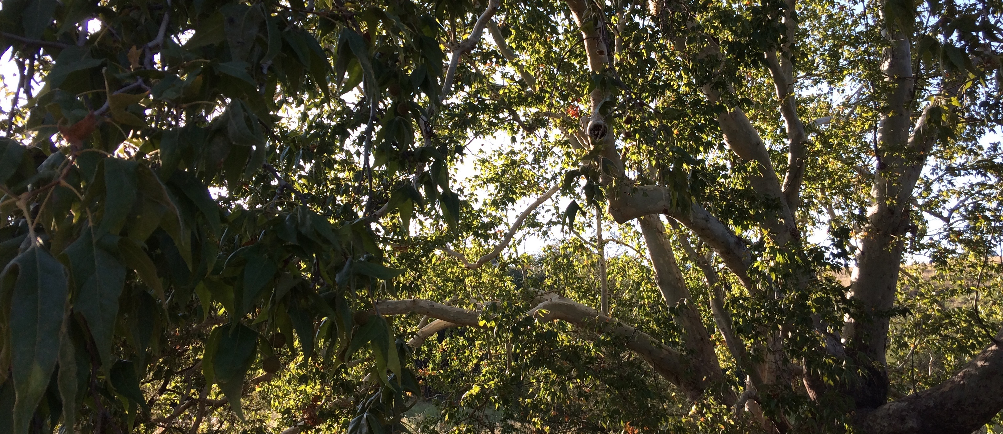 Trees, Shrubs, Coronado National Memorial, 3260x1420 Dual Screen Desktop