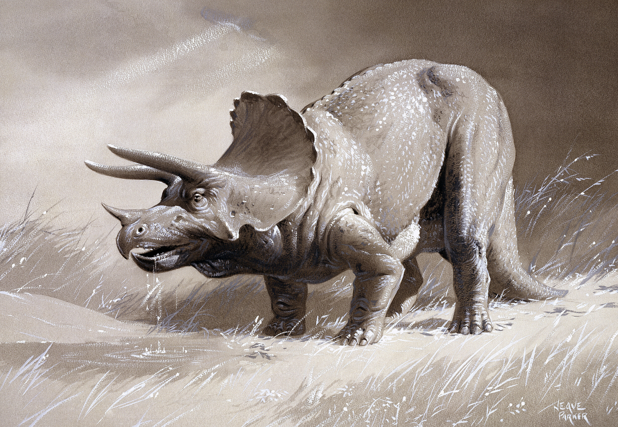 Triceratops, Mural wallpaper, Artistic design, Surface view, 2480x1720 HD Desktop