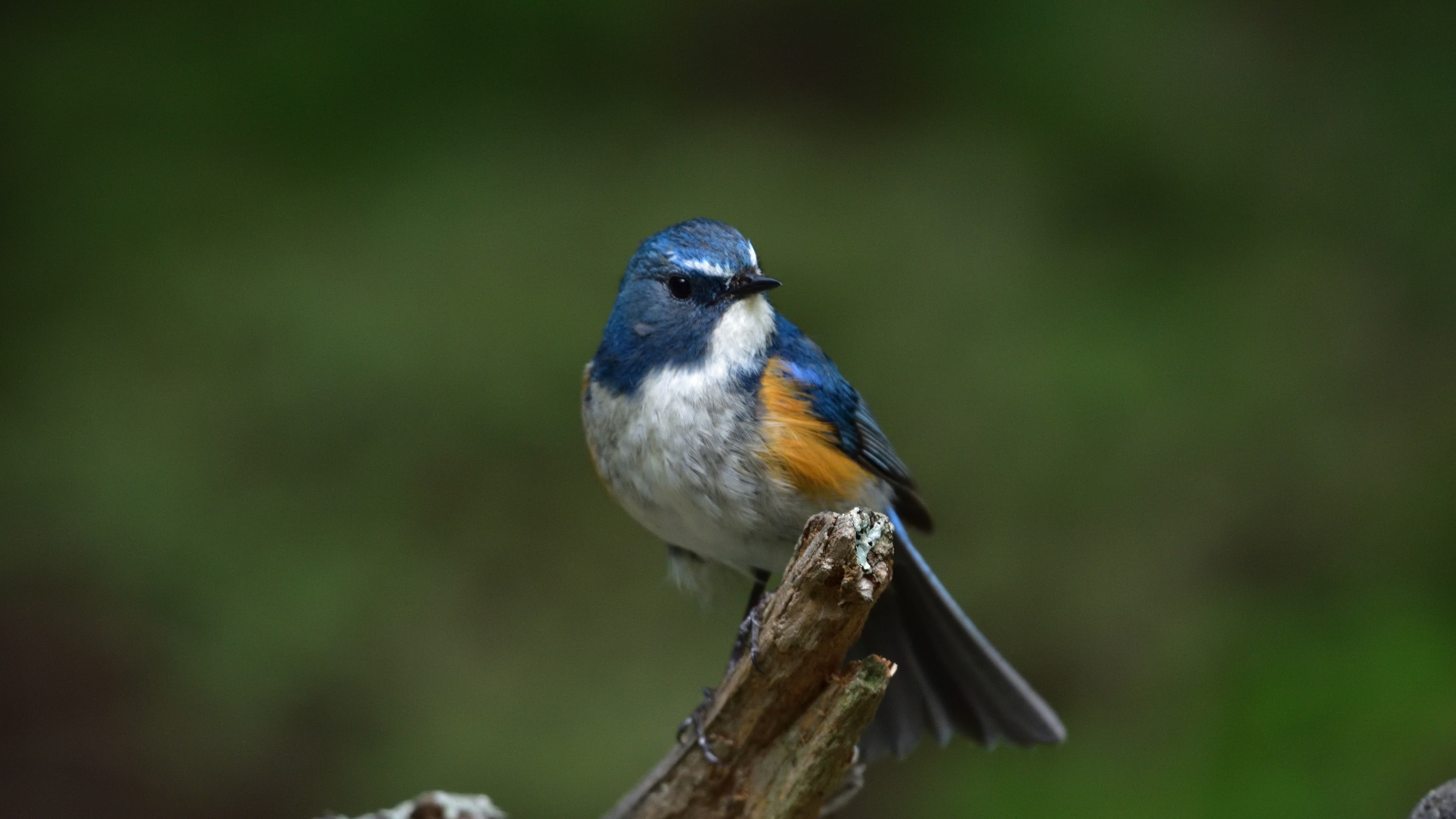 Eurasian blue tit, Bird portrait, 4K wallpaper, HD, 3840x2160 4K Desktop