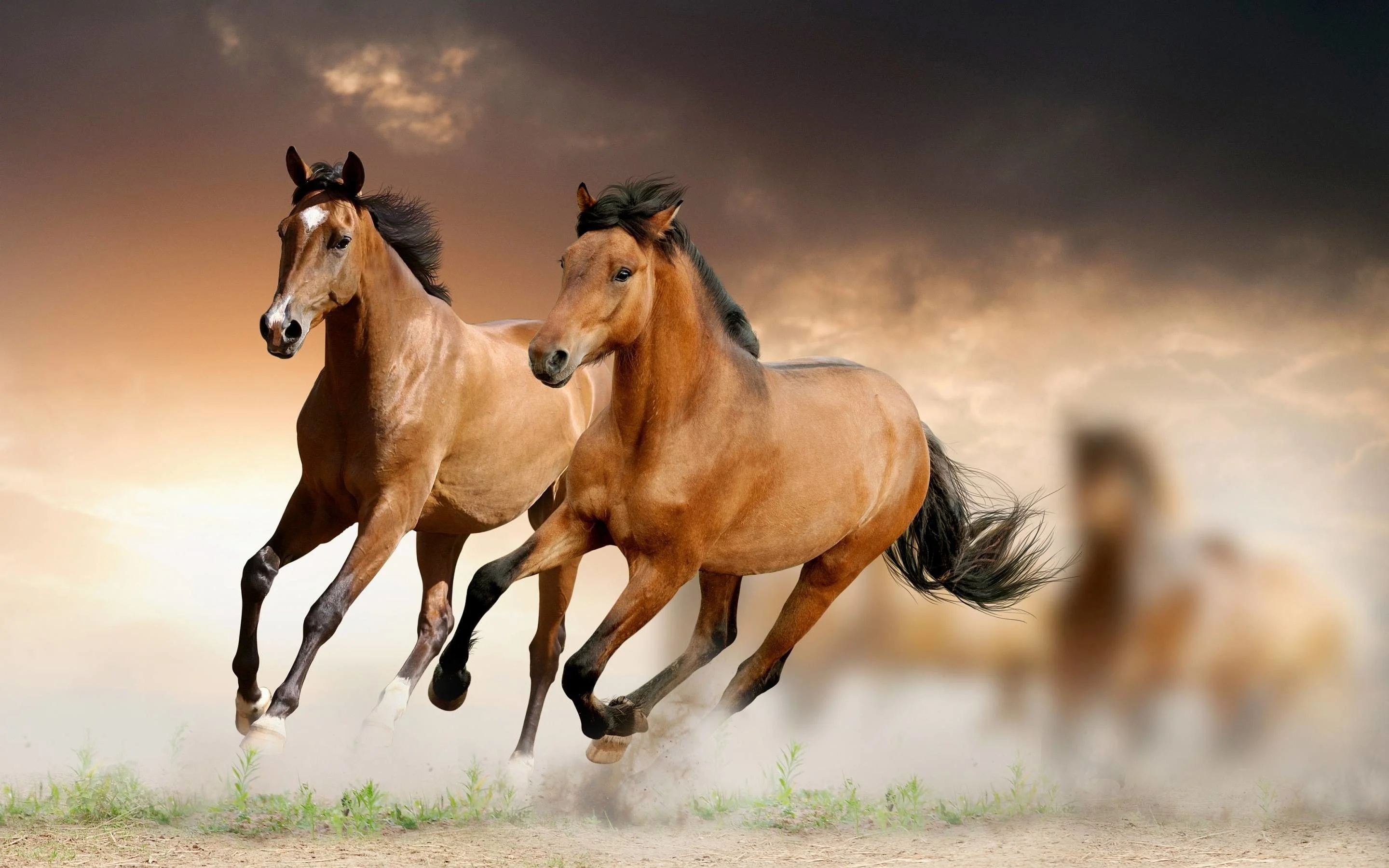 Galloping mustangs, Horses Wallpaper, 2880x1800 HD Desktop