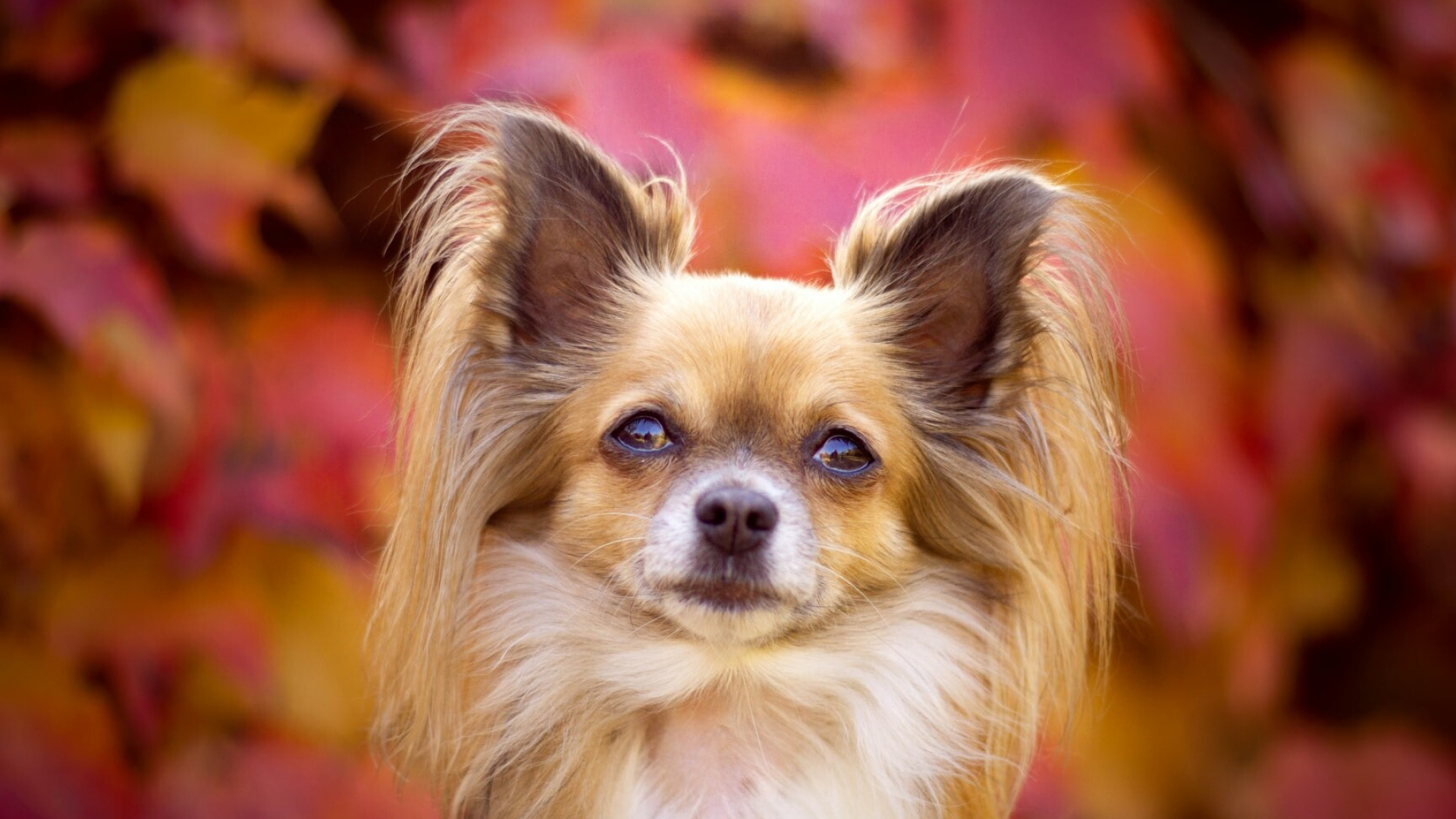 Papillon Dog, Well-behaved breed, Trainable dogs, Lovely companions, 1920x1080 Full HD Desktop