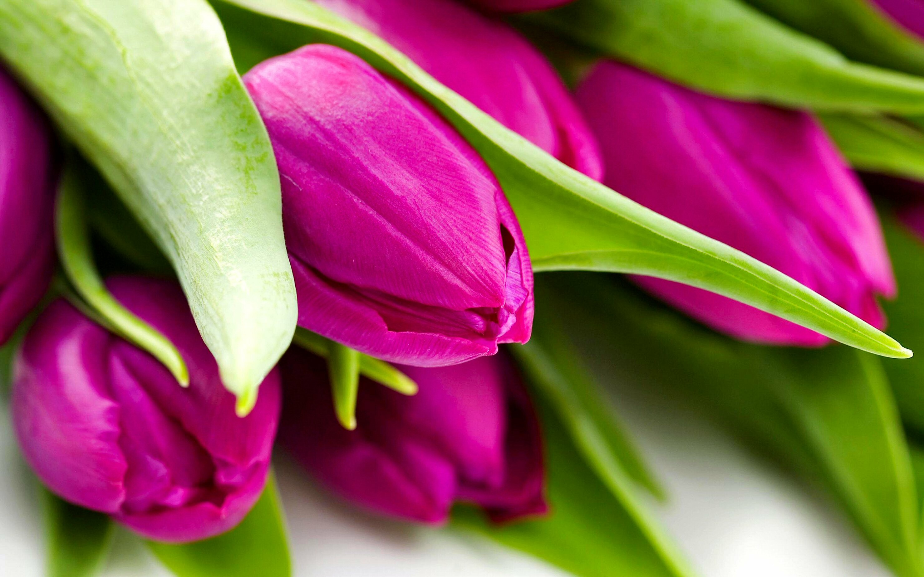 Tulip elegance, Beautiful and vibrant, Striking and colorful, Breathtaking wallpaper, 2960x1850 HD Desktop