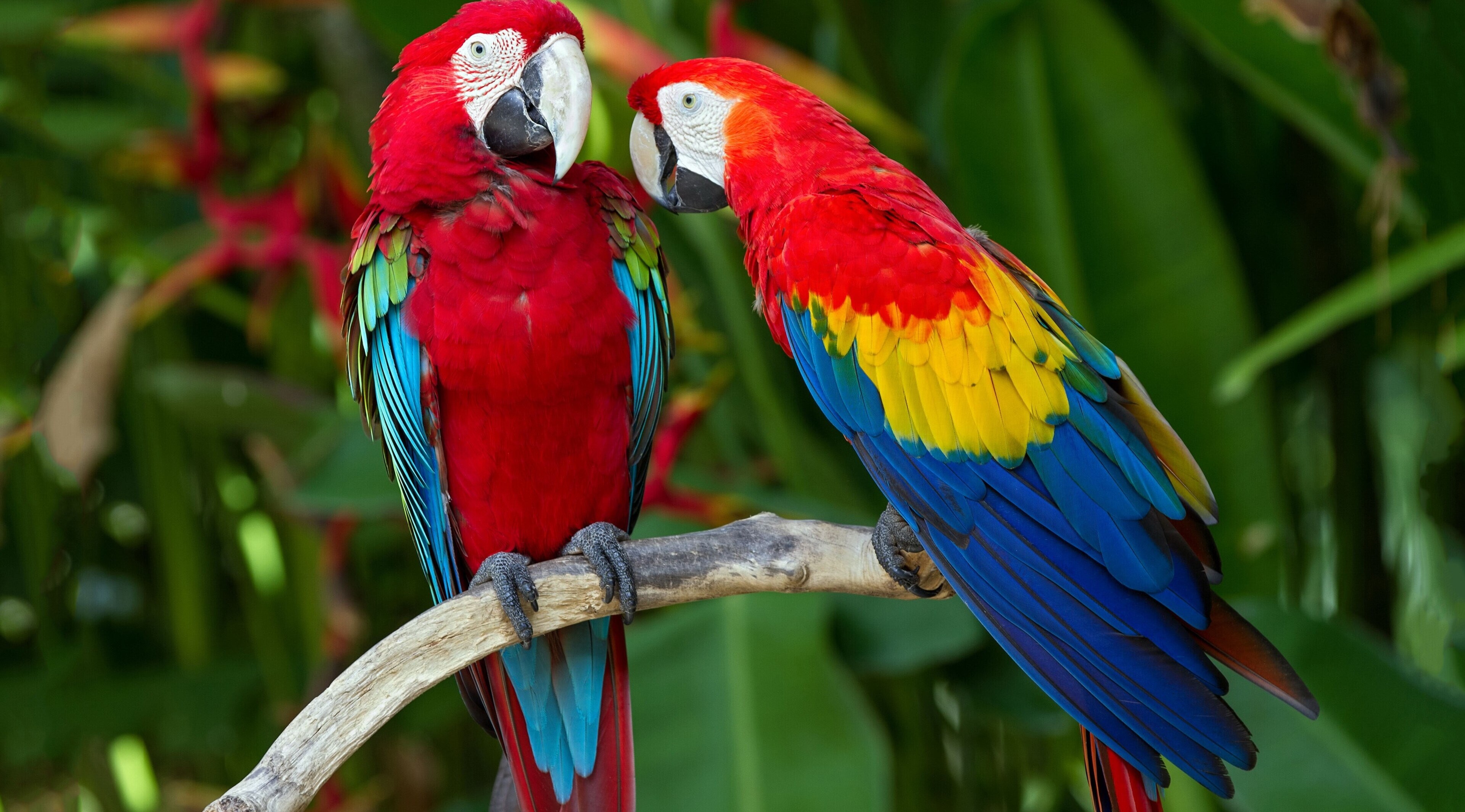 Stunning 4K parrot wallpapers, Colorful bird species, 3840x2130 HD Desktop