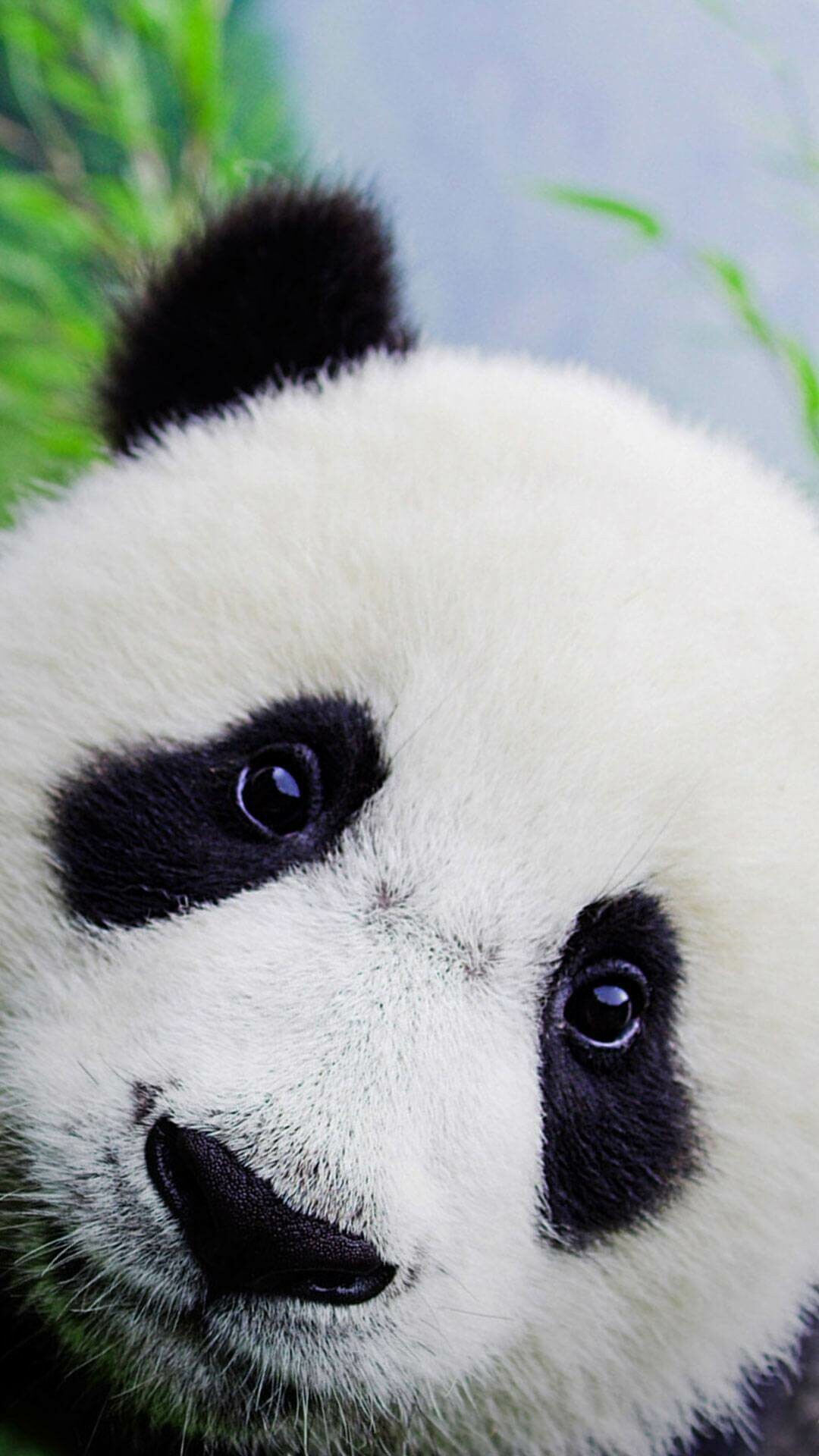 Panda eyes, Pandas Wallpaper, 1080x1920 Full HD Phone