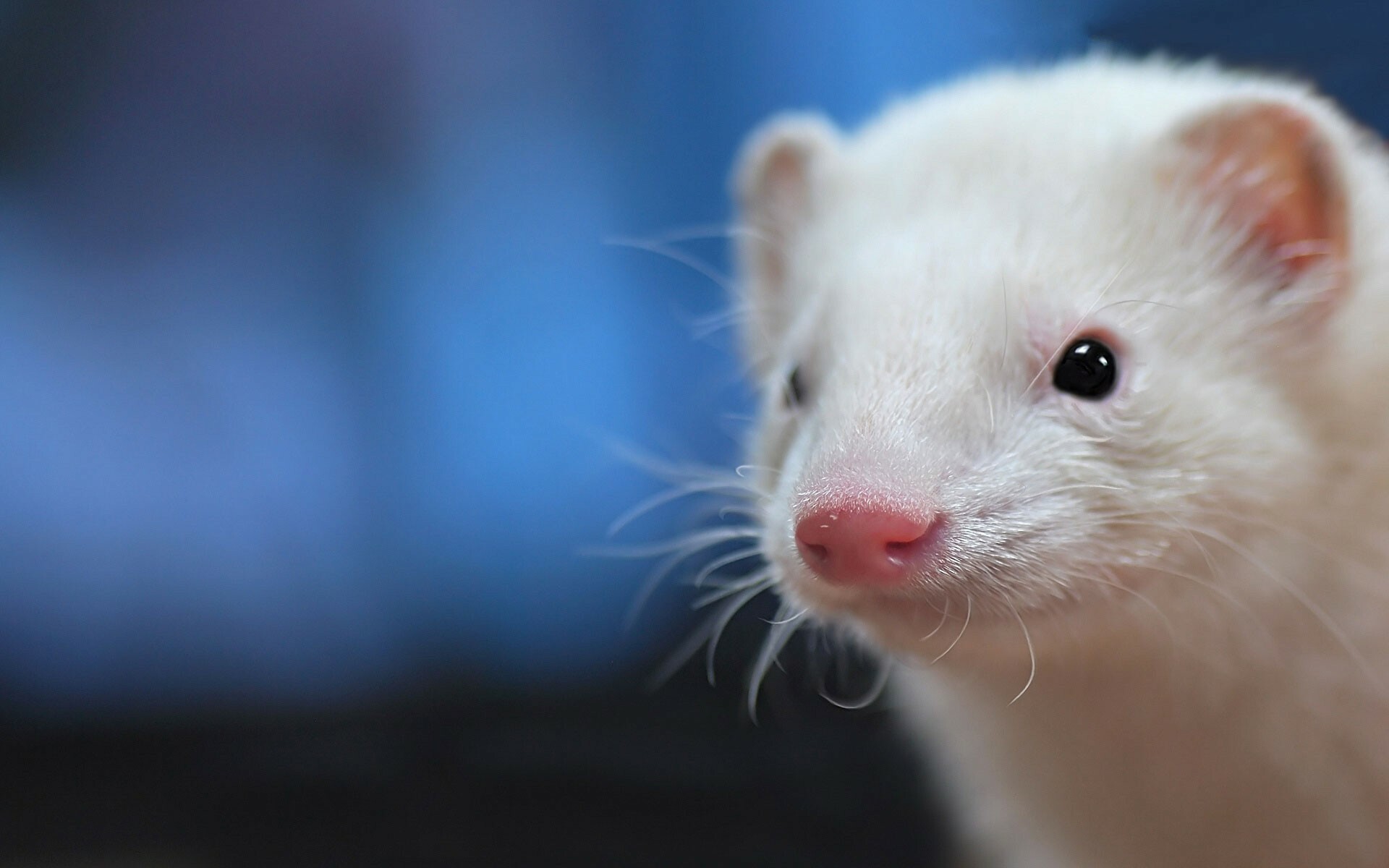 Creative ferret wallpaper, Artistic expression, Unique design, Eye-catching, 1920x1200 HD Desktop