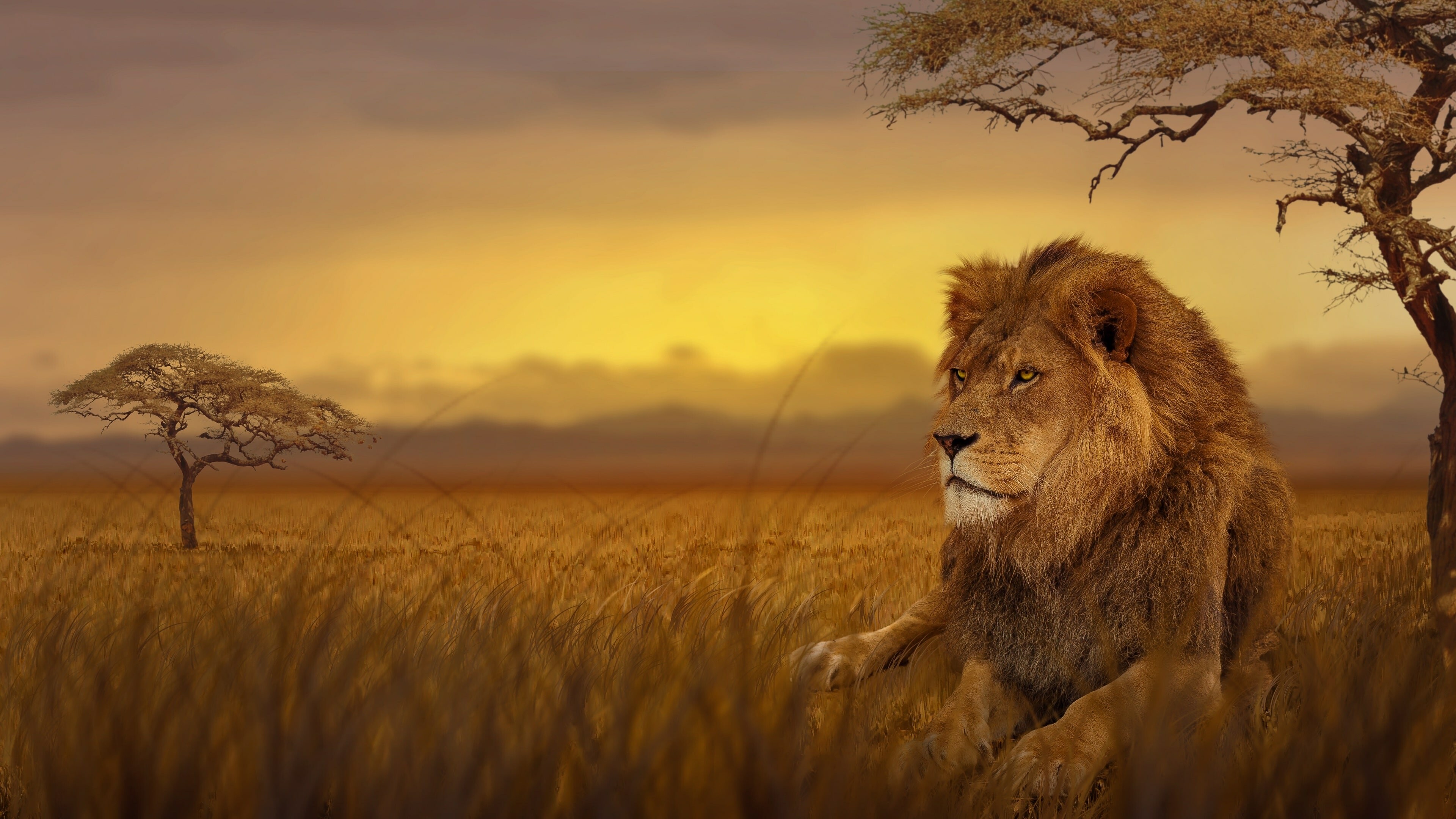 Awesome 4K lion wallpaper, Impressive visuals, Breathtaking beauty, Free to download, 3840x2160 4K Desktop