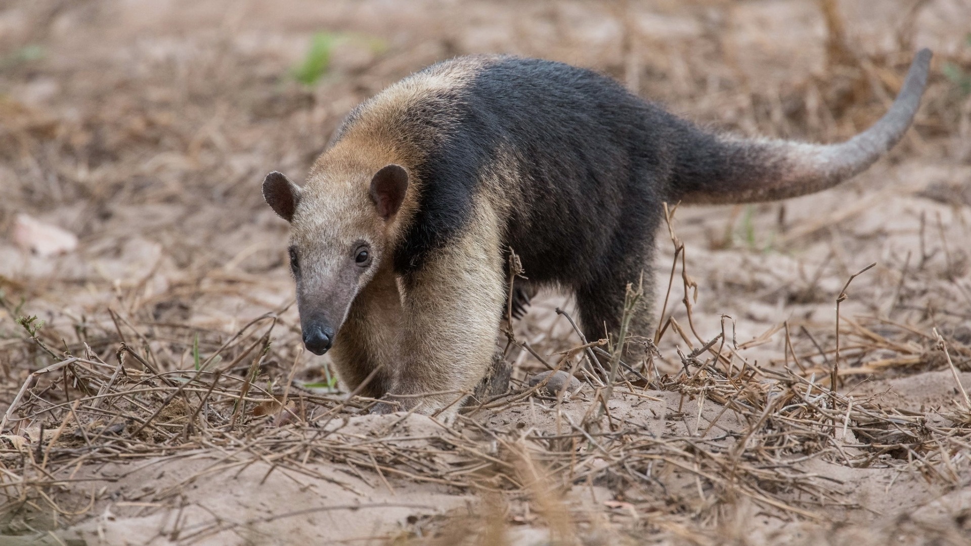 Wallpaper animals photo, Picture animals anteater, Anteater, Animals, 1920x1080 Full HD Desktop