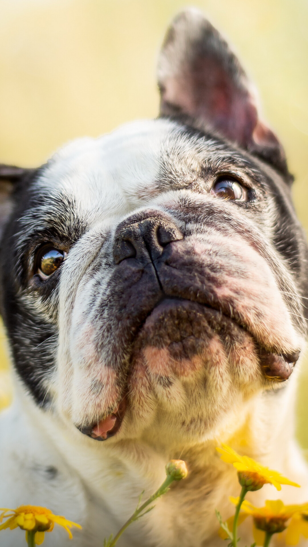 French Bulldog, Alpha coders, JPG image, Animal photography, 1080x1920 Full HD Phone