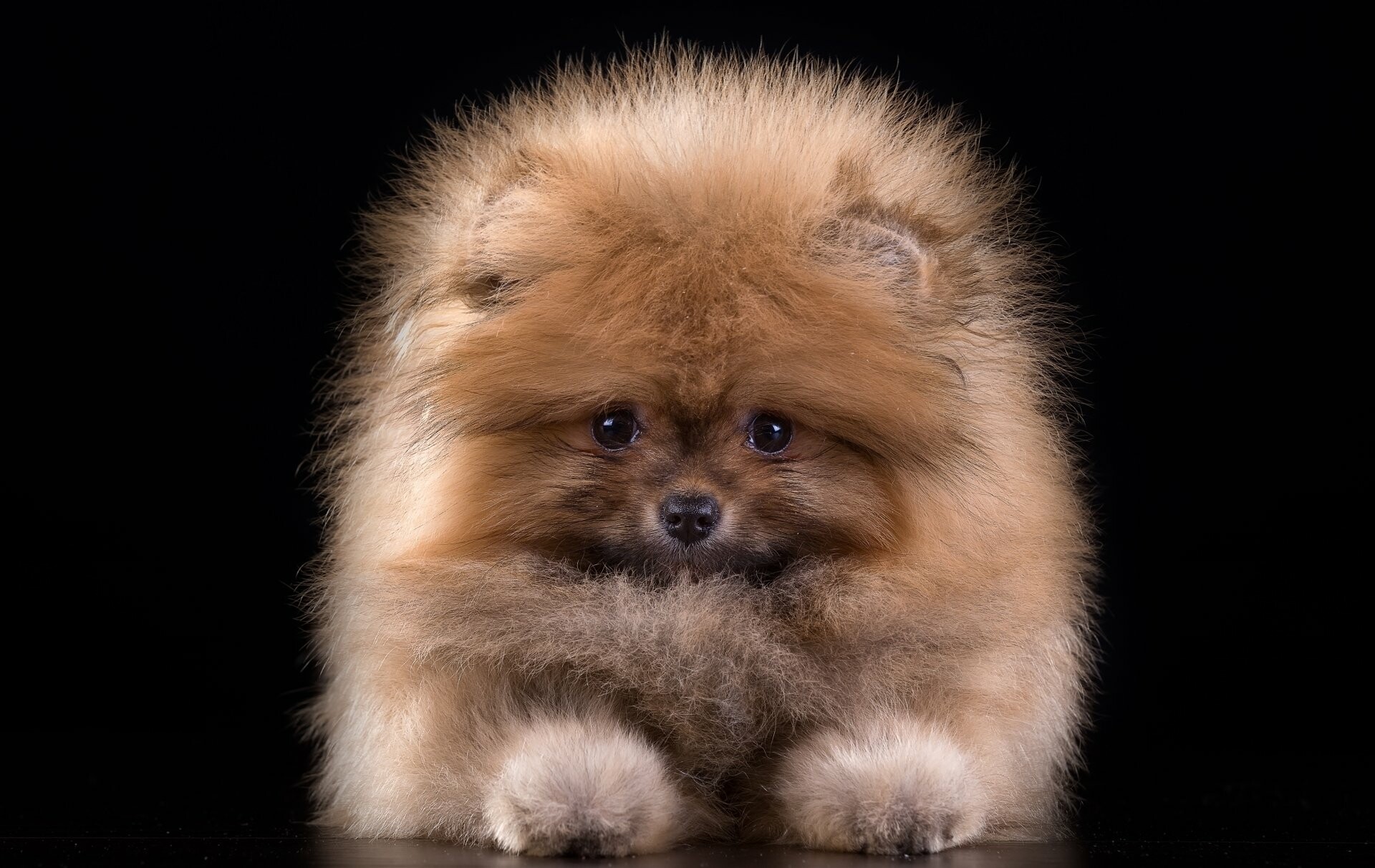 Pomeranian, 4K Ultra HD, Stunning wallpapers, Backgrounds, 1920x1220 HD Desktop