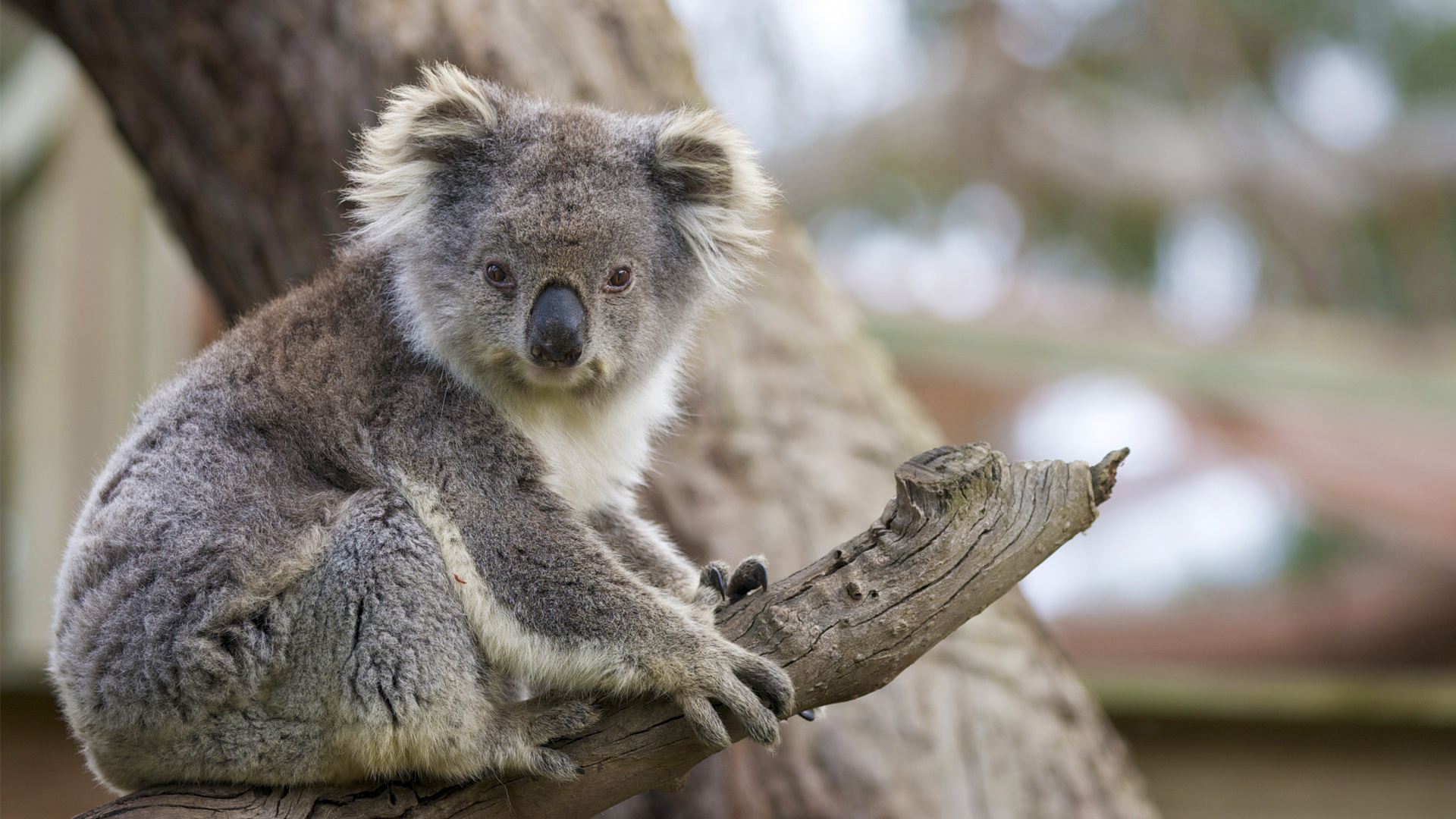 Stunning koala wallpapers, Majestic koala photos, Striking 4k images, Koala picture gallery, 1920x1080 Full HD Desktop