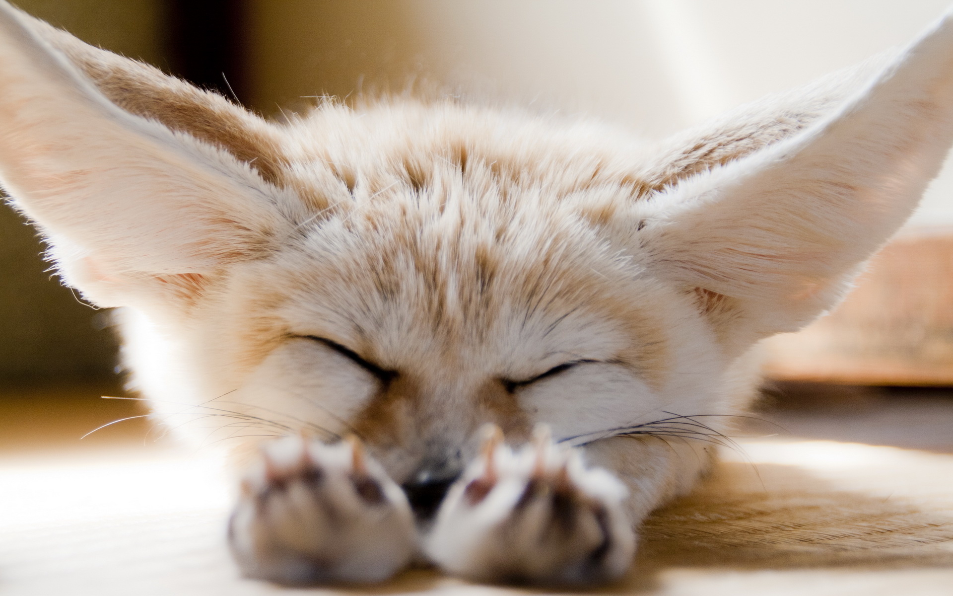 Fennec Fox, Captivating wallpapers, Adorable fennec, Desert beauty, 1920x1200 HD Desktop