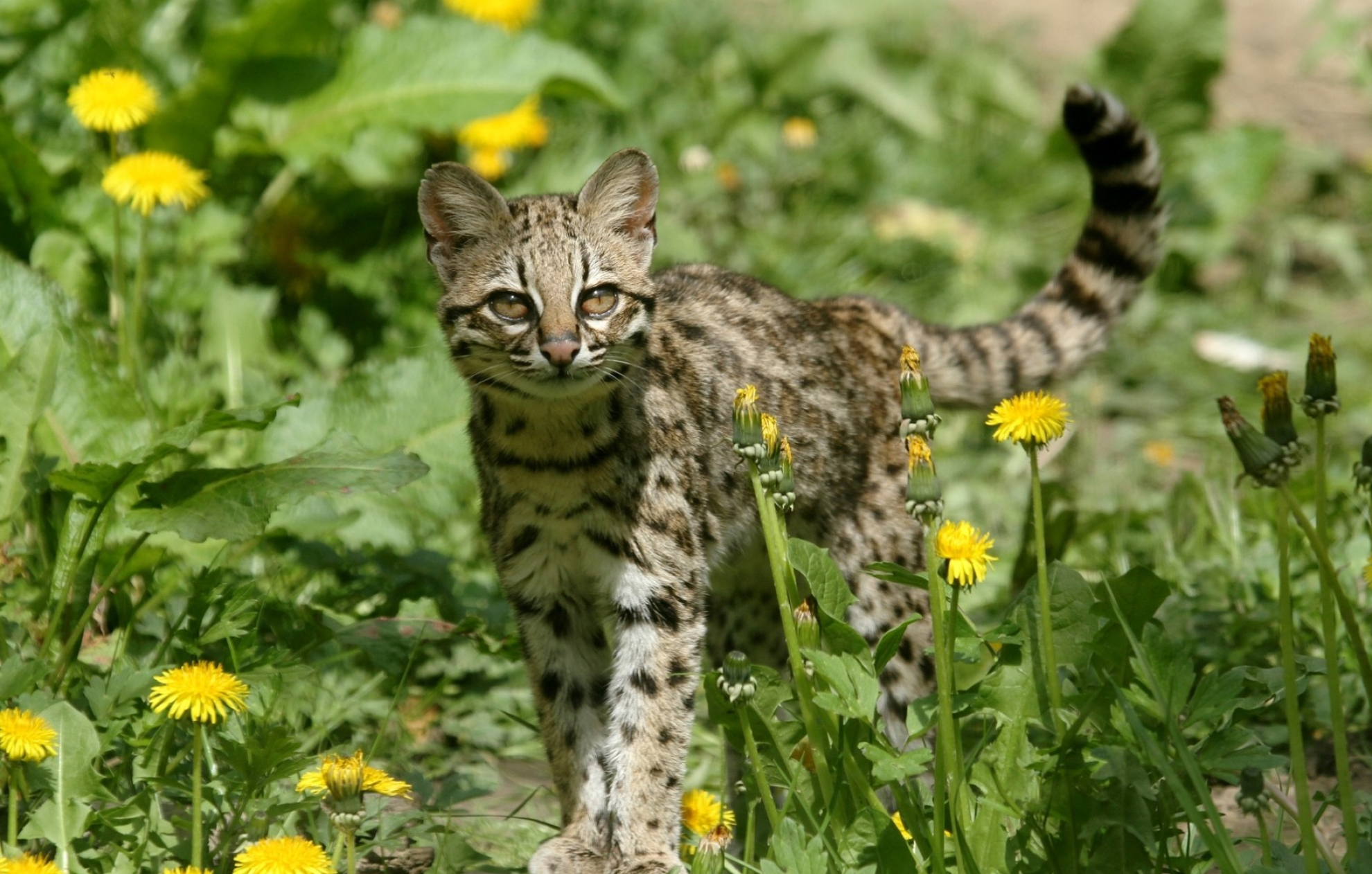 Ocelot wallpapers, Exquisite feline, Enigmatic charm, Nature's artwork, 1980x1270 HD Desktop