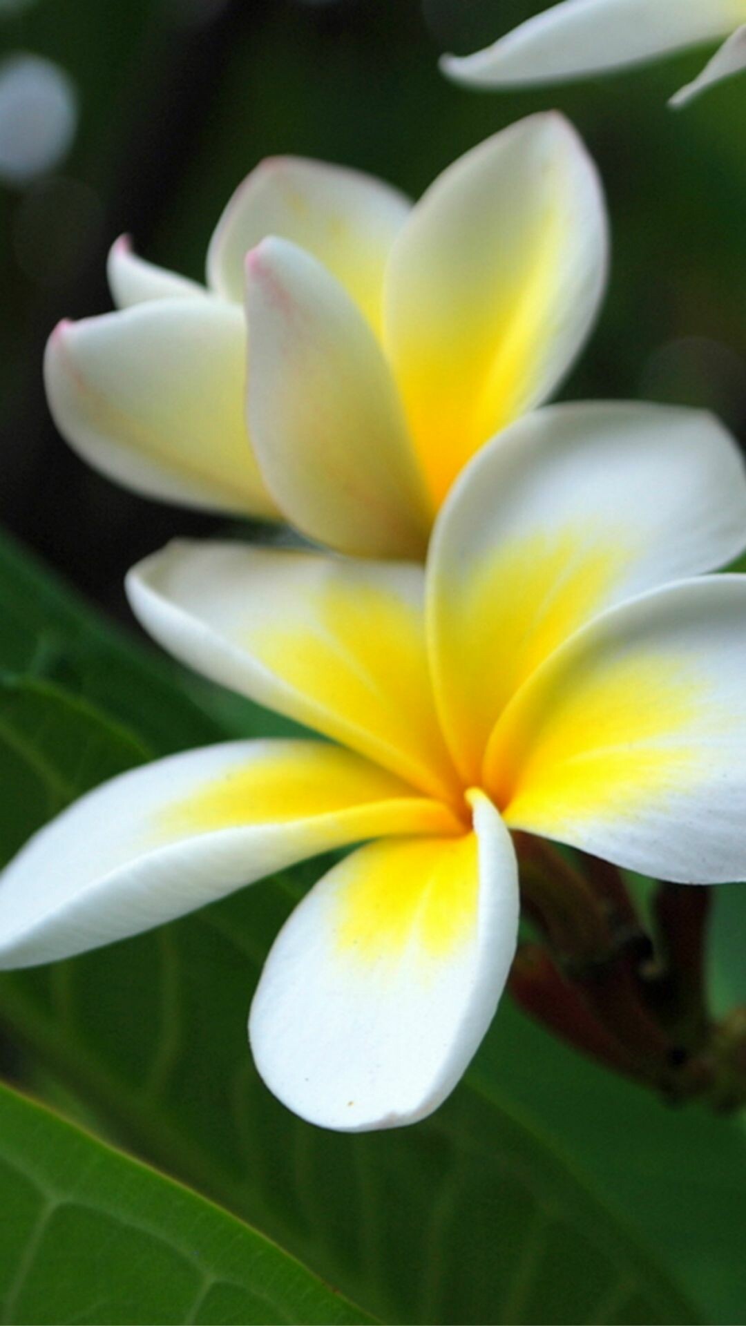 Frangipani flower wallpapers, Exotic blooms, Tropical paradise, Floral elegance, 1080x1920 Full HD Phone