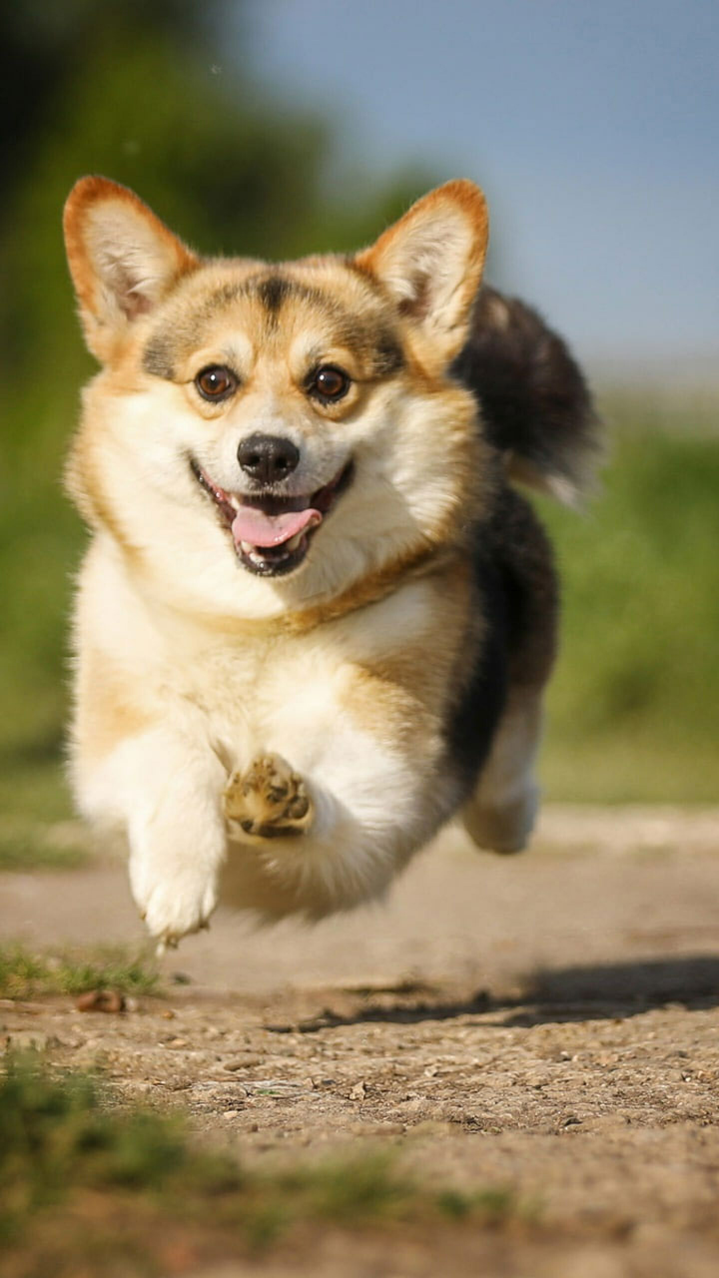 Corgi, Joyful dog, Playful track, Bokeh background, 1440x2560 HD Phone