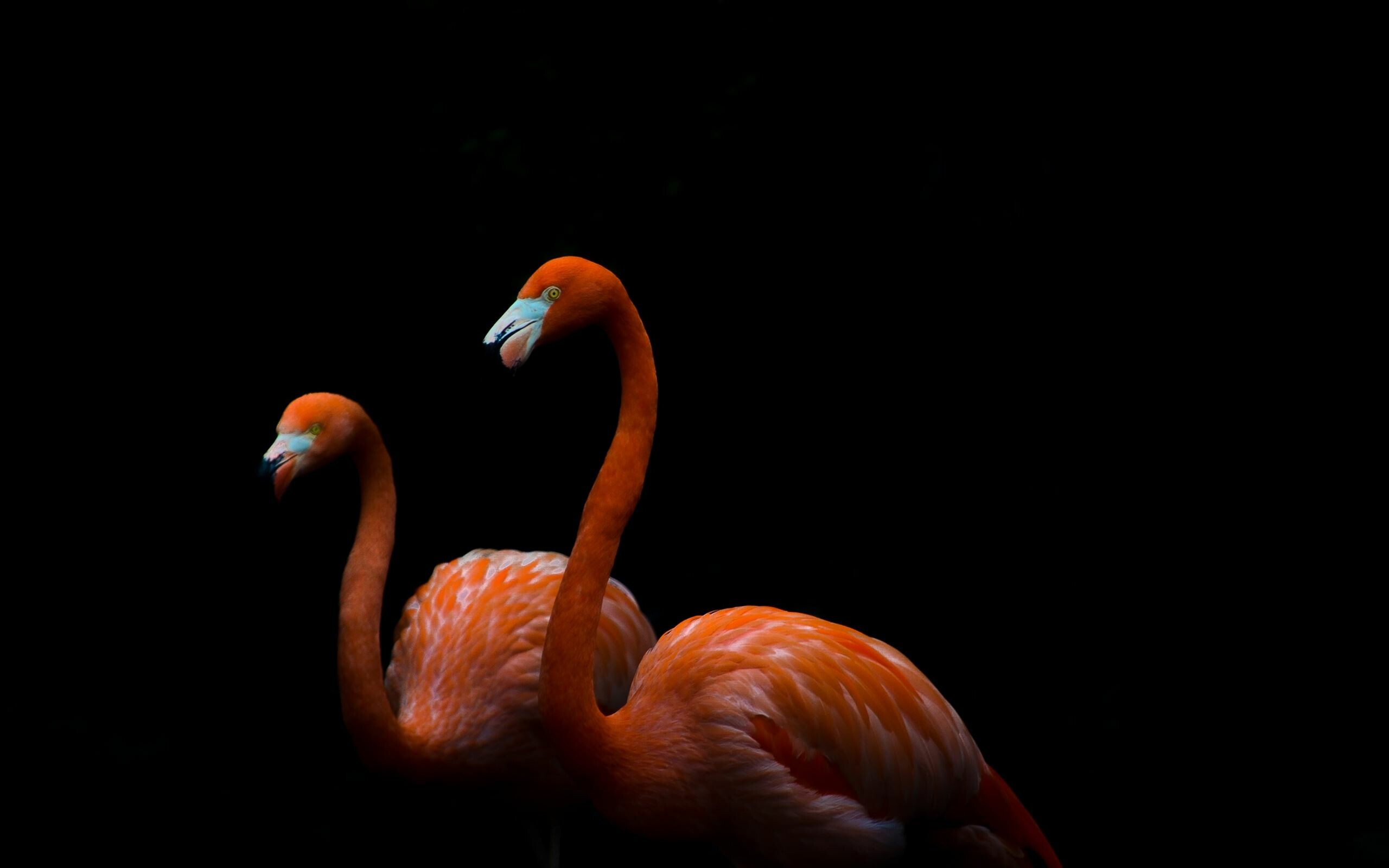 Flamingo mac wallpapers, Stunning HD download, Brilliant pink plumage, Flamingo flock, 2560x1600 HD Desktop