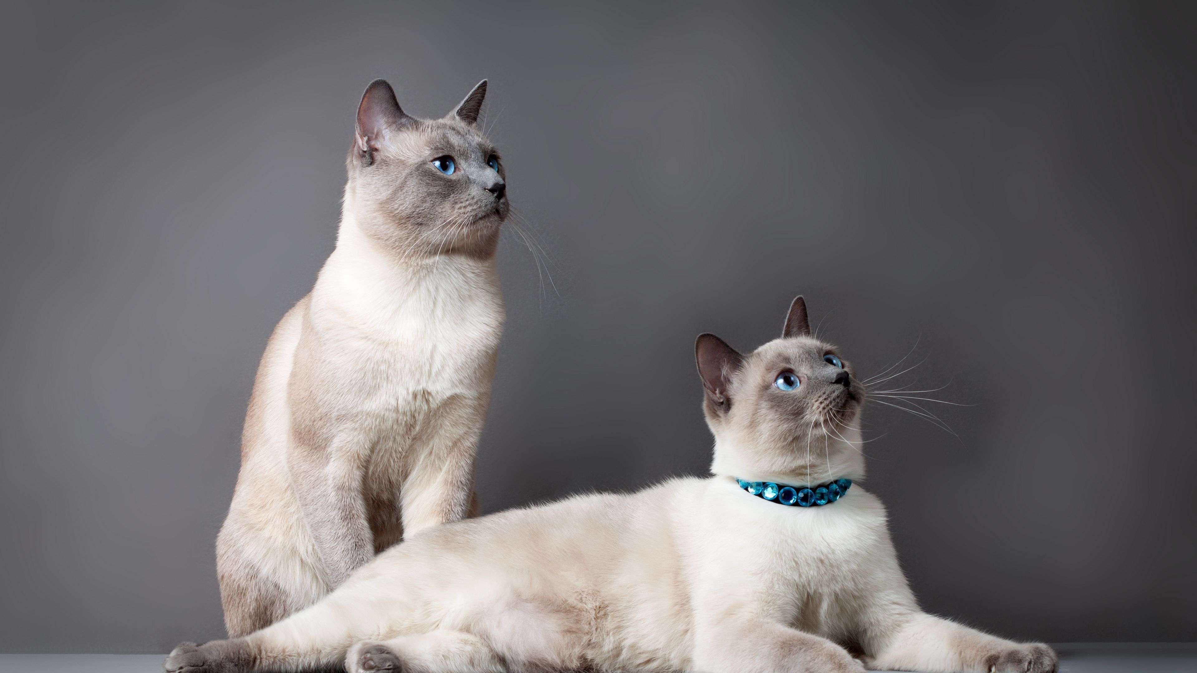 Couple, Birman Wallpaper, 3840x2160 4K Desktop