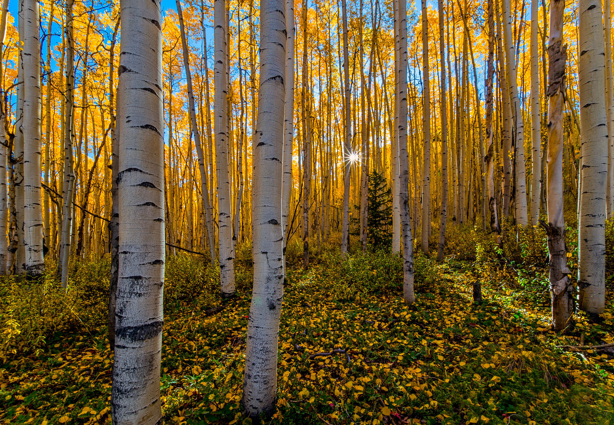 Birch Tree, Autumn, Desktop, Wallpaper, 2050x1420 HD Desktop