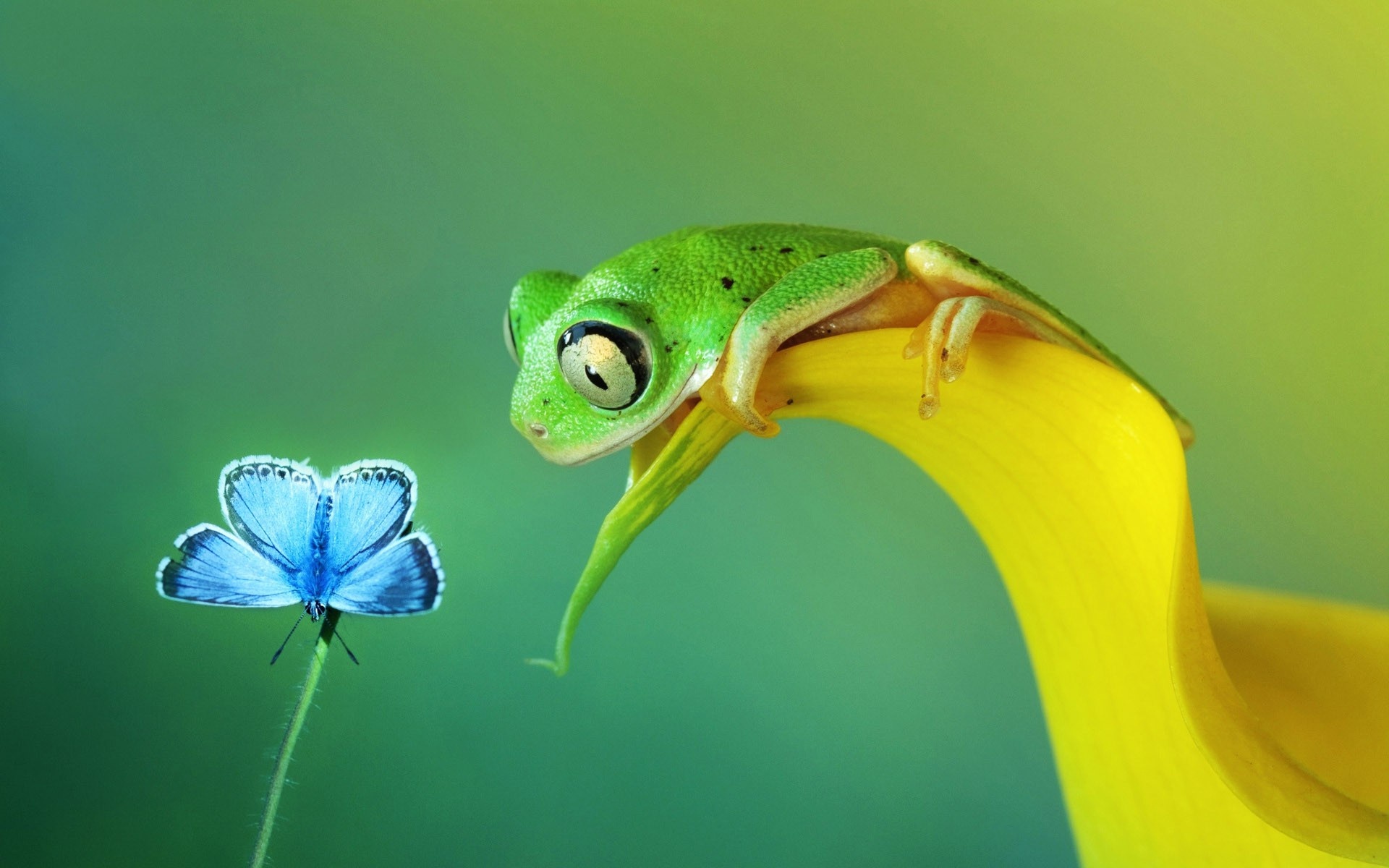 Frog and butterfly, Biology Wallpaper, 1920x1200 HD Desktop