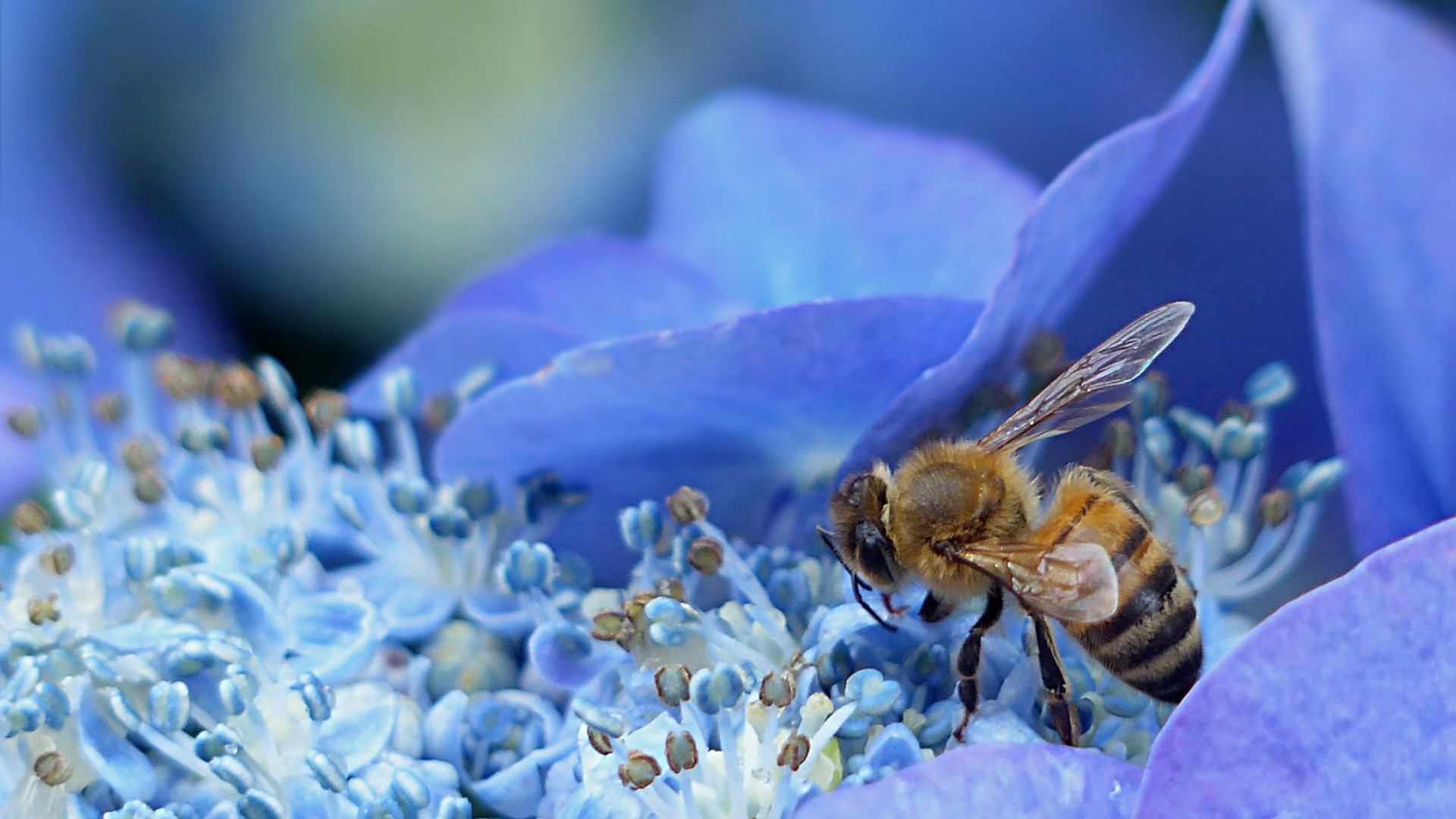 Bee, Pollination wallpapers, Flower petals, Insect wonder, 1920x1080 Full HD Desktop