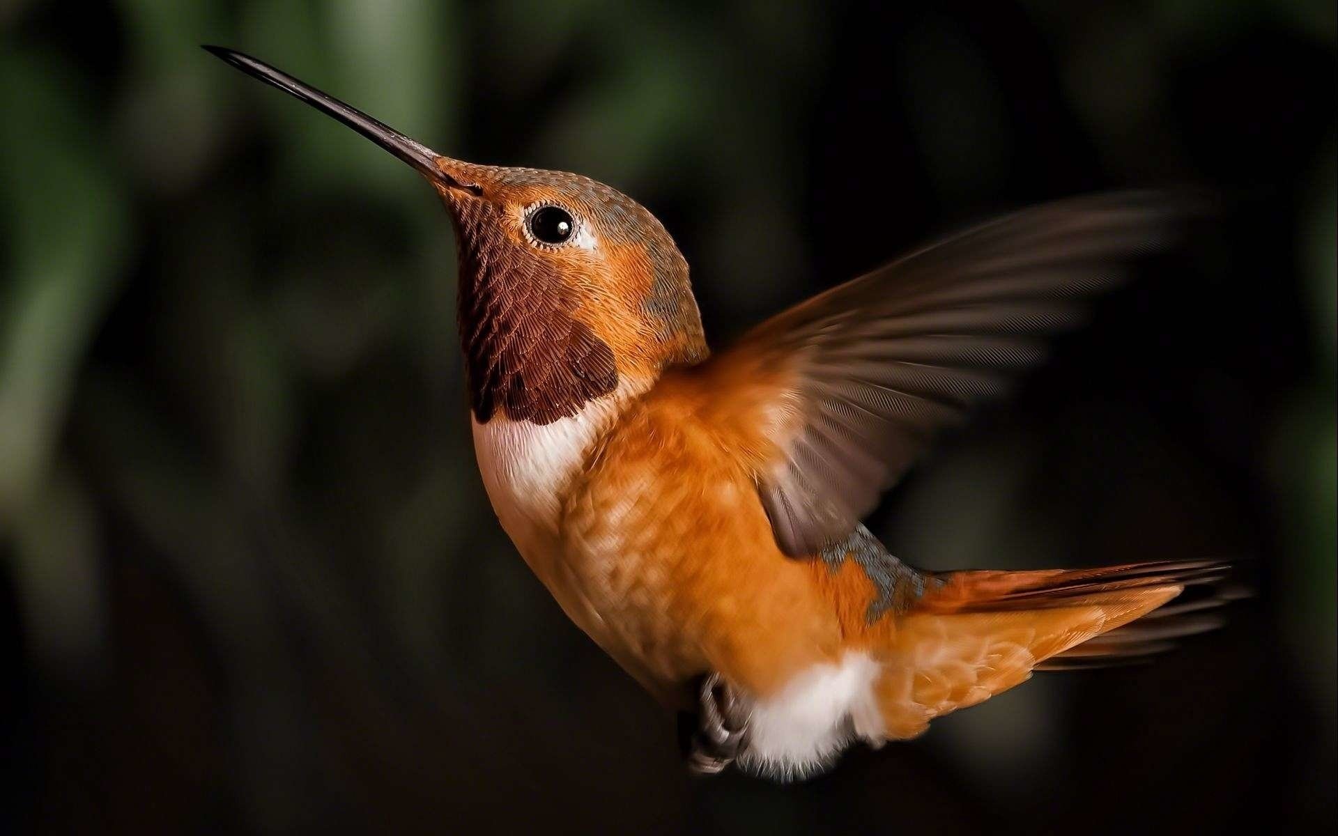 Rufous Hummingbird, Hummingbirds Wallpaper, 1920x1200 HD Desktop