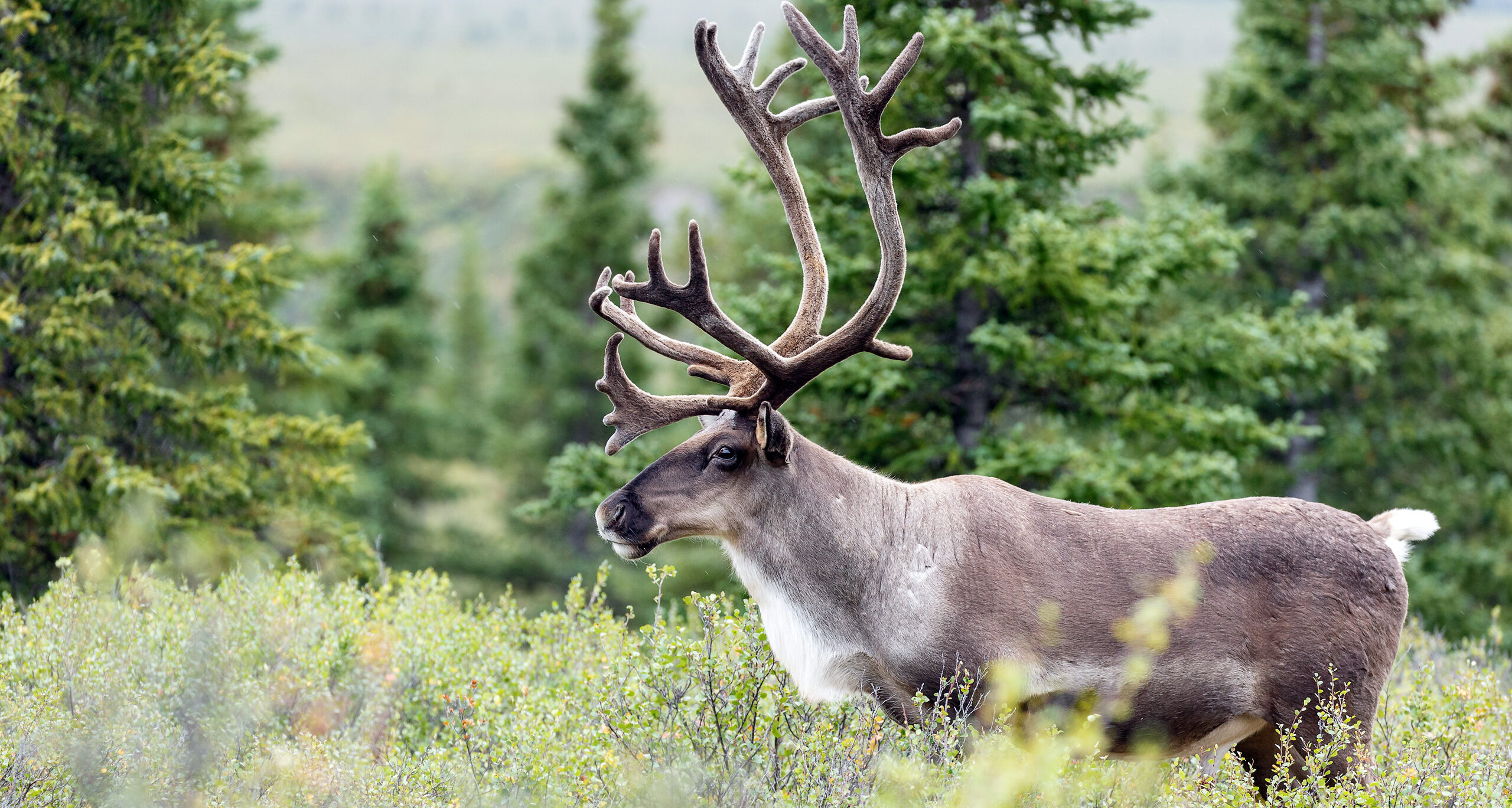 Caribou habitat restoration, Grants, Habitat conservation, Trust foundation, 2560x1370 HD Desktop