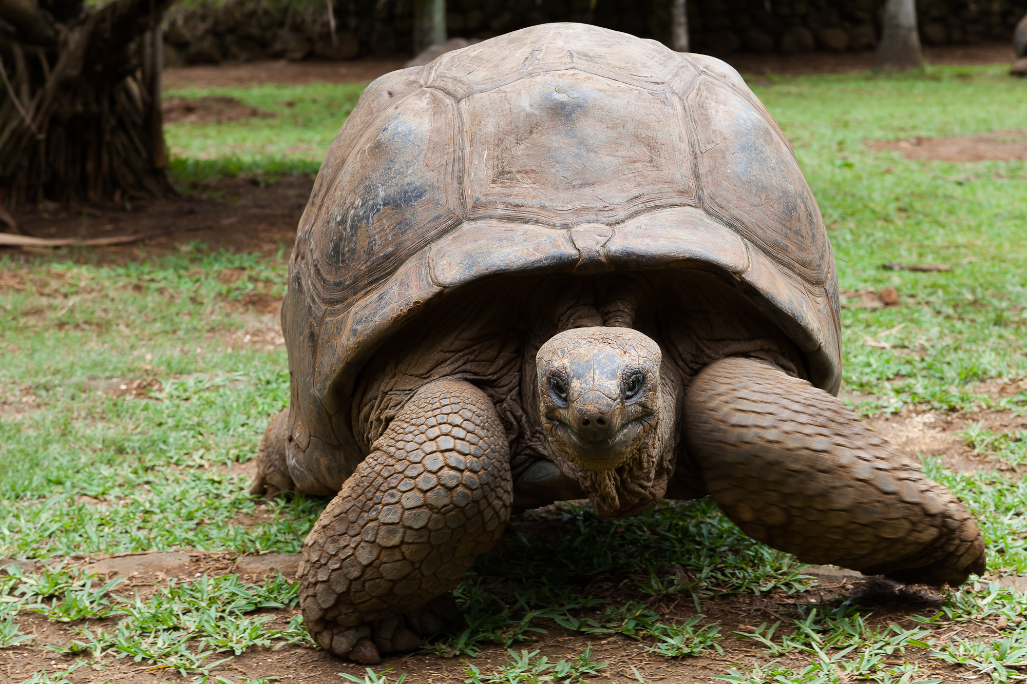 Aldabra Giant Tortoise, Faces of the sea, Underwater beauty, Scuba diving, 2000x1340 HD Desktop