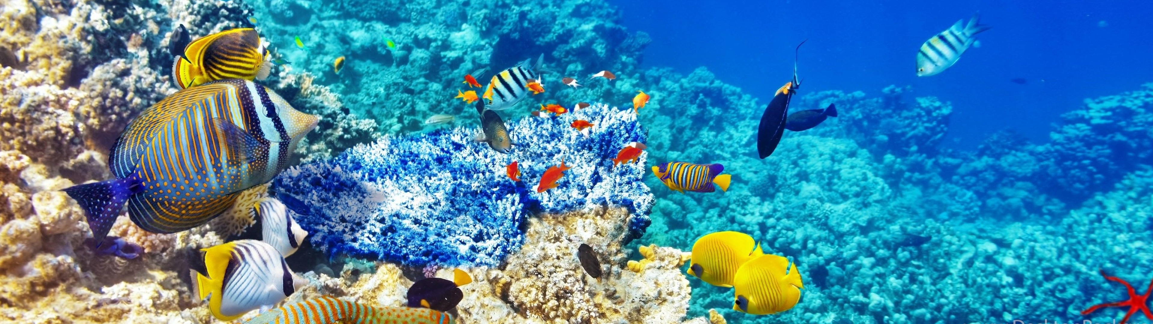 Coral reef dual monitor wallpapers, Stunning 4K visuals, Oceanic wonders, Dual screen backgrounds, 3840x1080 Dual Screen Desktop