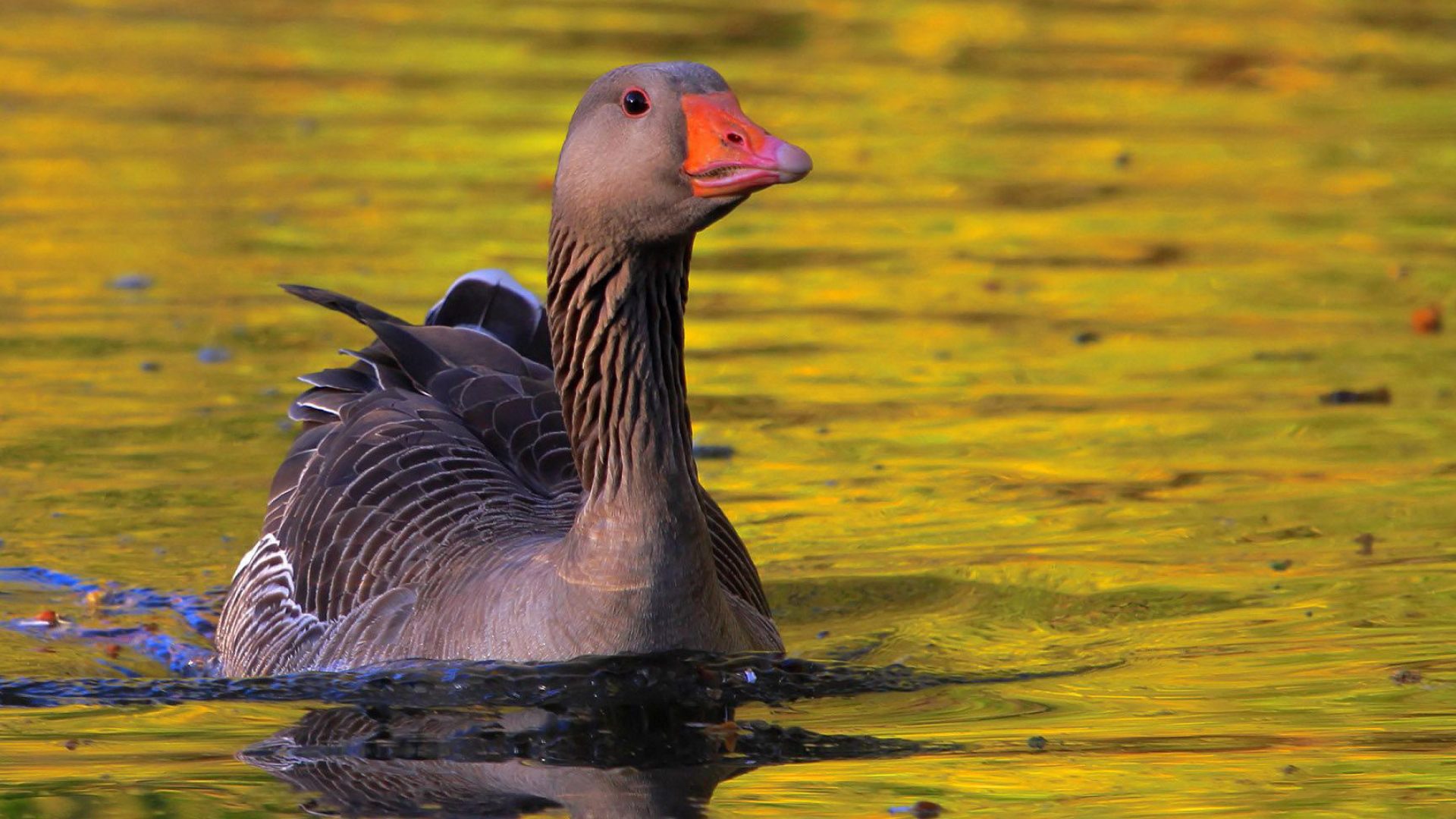 Goose wallpaper, Feathered marvels, Bird flock, Animal wallpaper, 1920x1080 Full HD Desktop