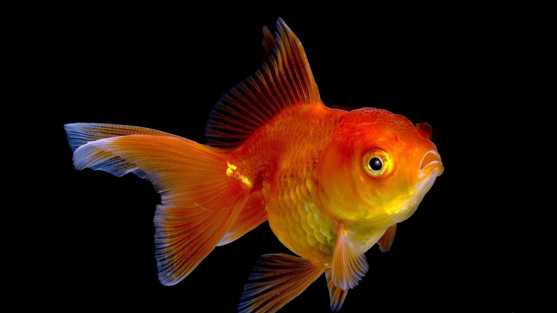 Goldfish, Animated fish, Vibrant wallpaper, Beautiful aquatic creatures, 1920x1080 Full HD Desktop