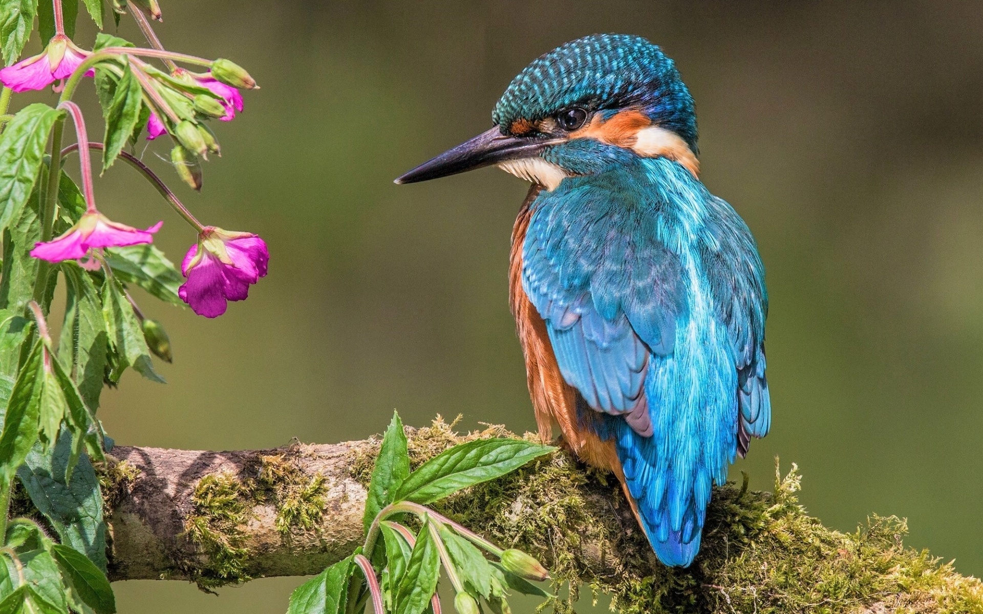 Blue bird, Close-up, HD wallpapers, High-quality pictures, 1920x1200 HD Desktop