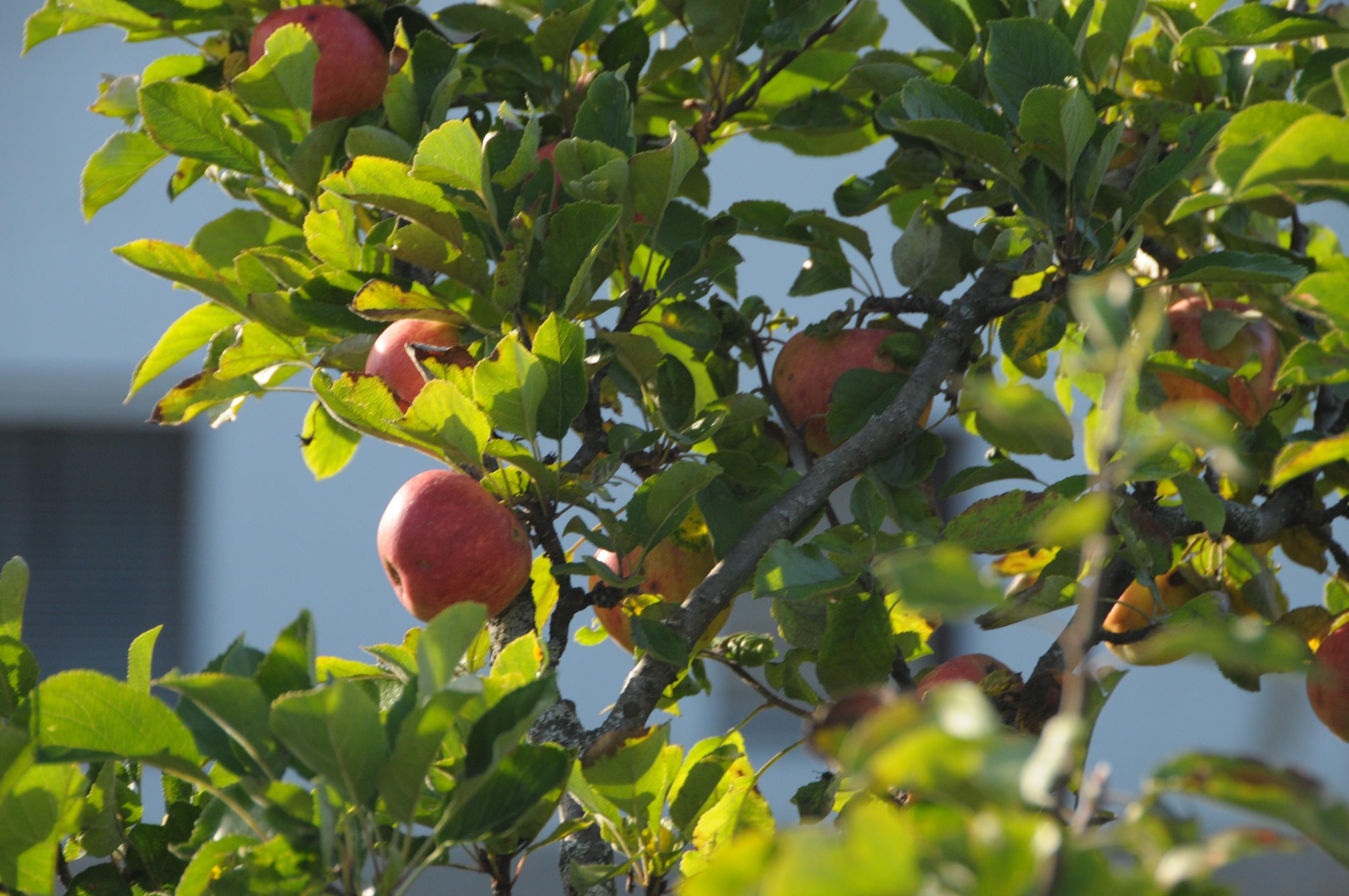 Haus Lagger region, Seefeld, Tranquil retreat, Apple tree's charm, 3220x2140 HD Desktop