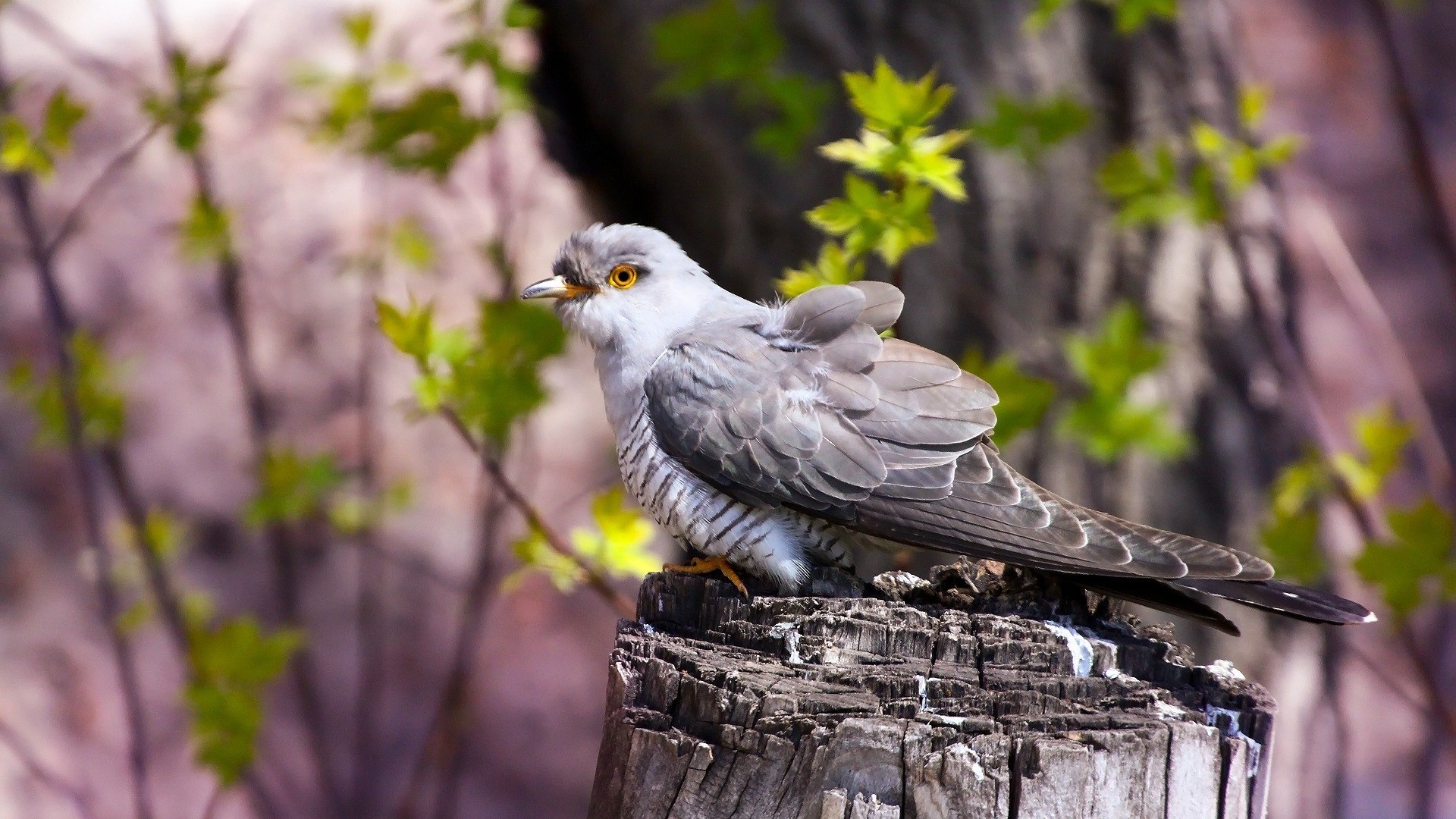 Graphic cuckoo wallpapers, Artistic avian, Nature-inspired, Aesthetic delight, 1920x1080 Full HD Desktop