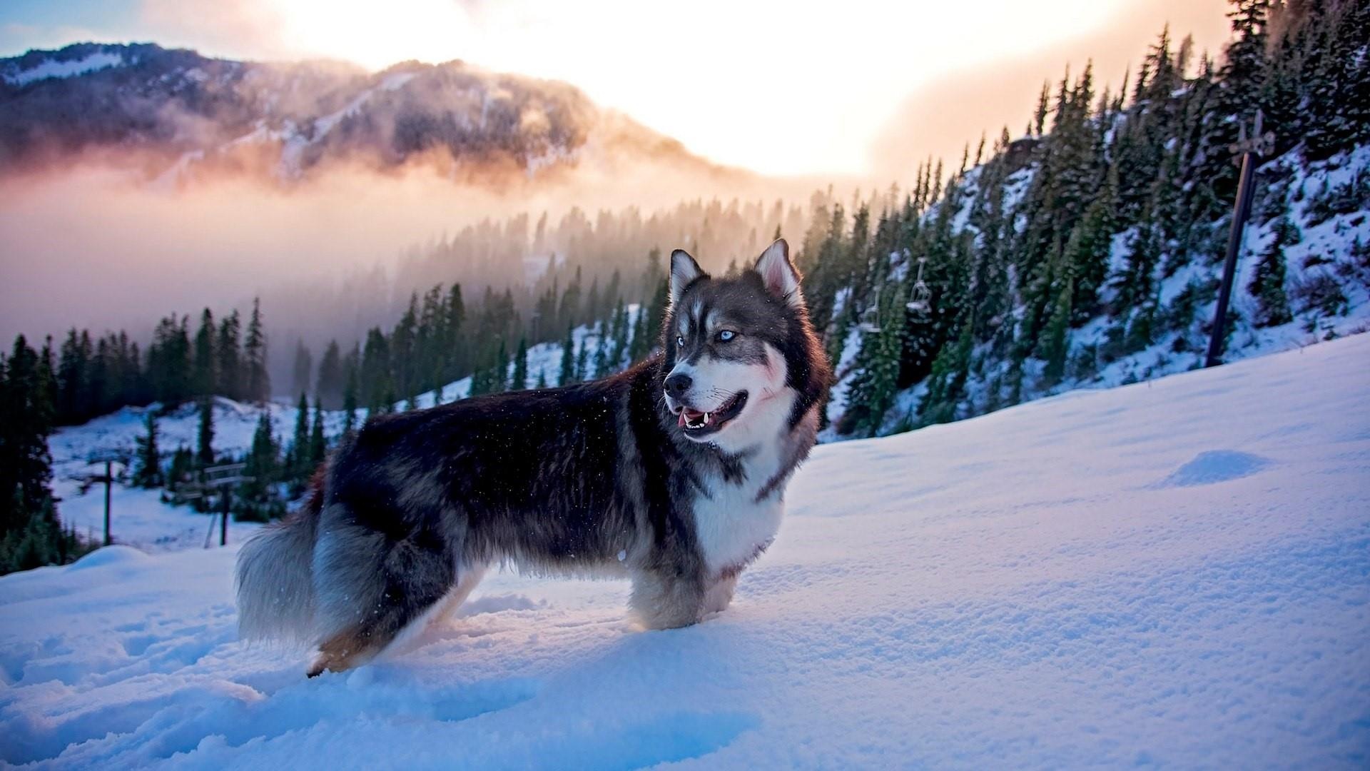 Mountains, Husky Wallpaper, 1920x1080 Full HD Desktop