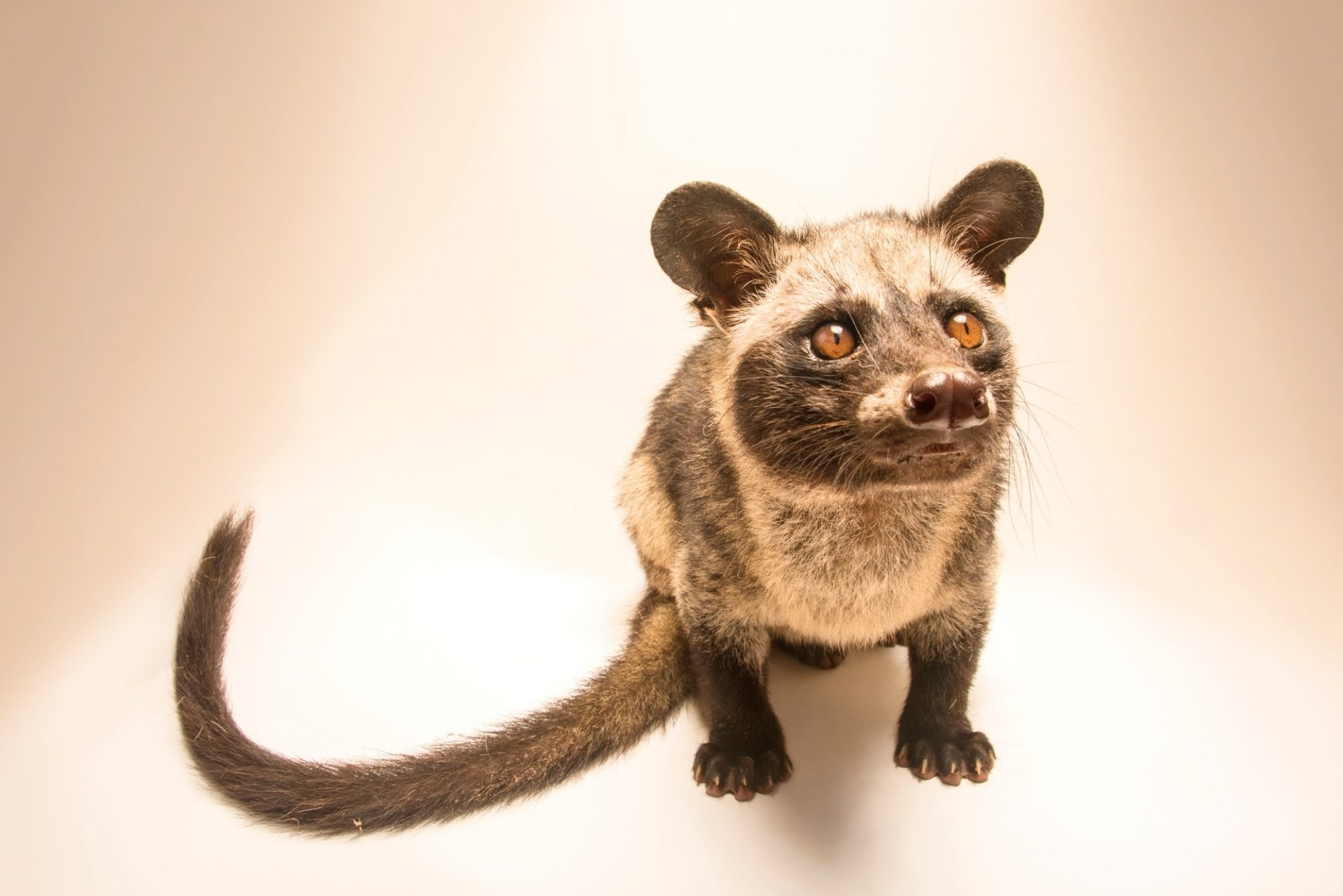 Joel Sartore, Captivating civets, 1920x1290 HD Desktop