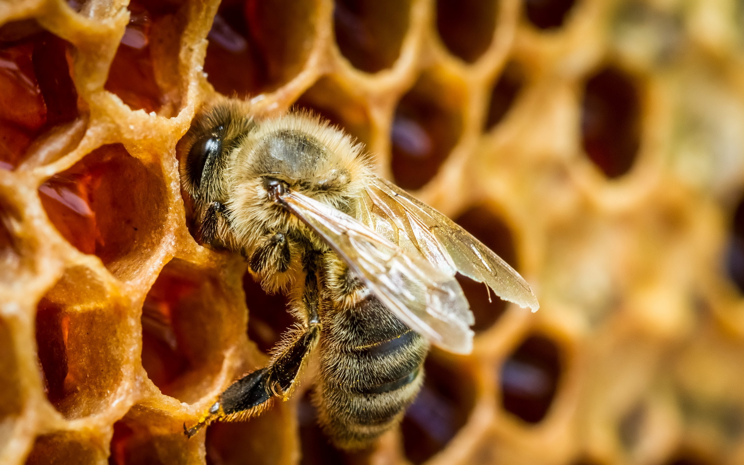 Honey bee, Beehives Wallpaper, 2560x1600 HD Desktop