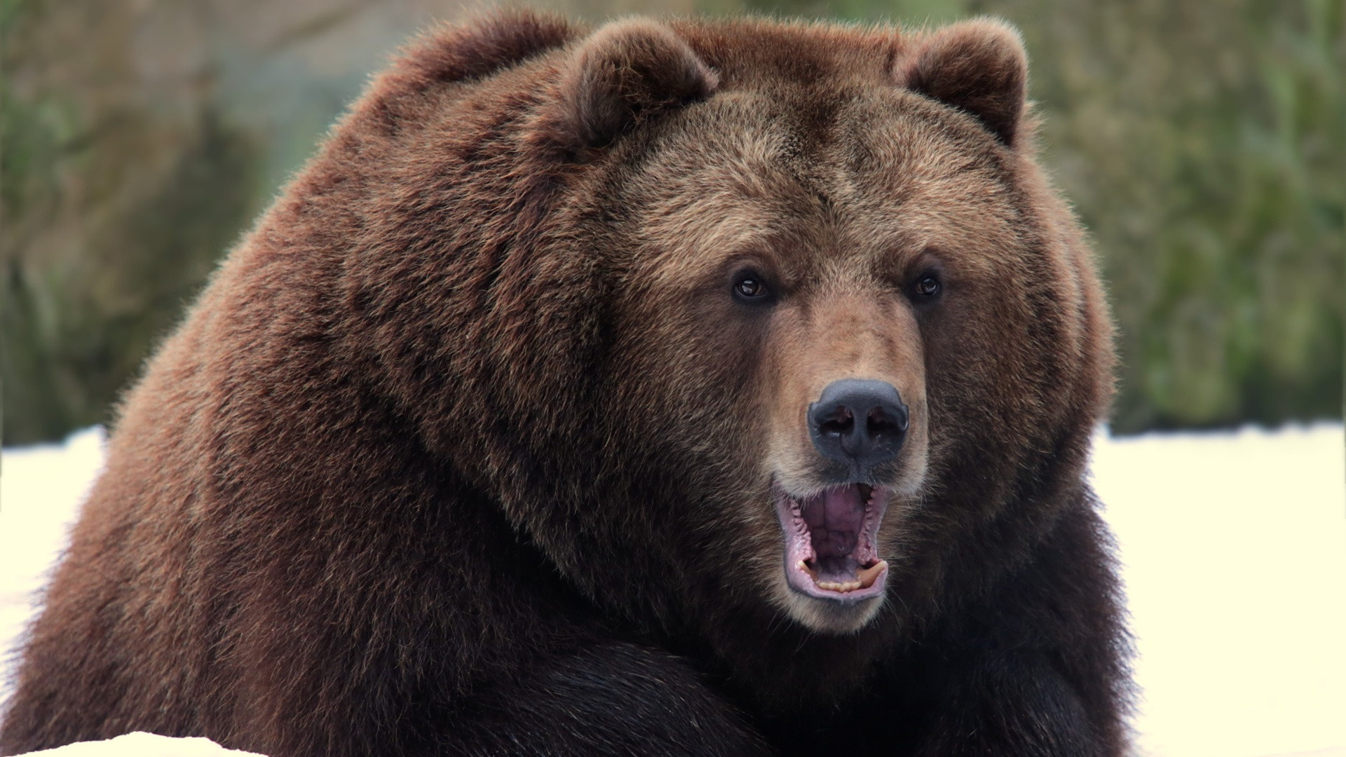 Large bear in motion, Wildlife photography at its finest, Powerful presence, Nature's beauty, 1920x1080 Full HD Desktop