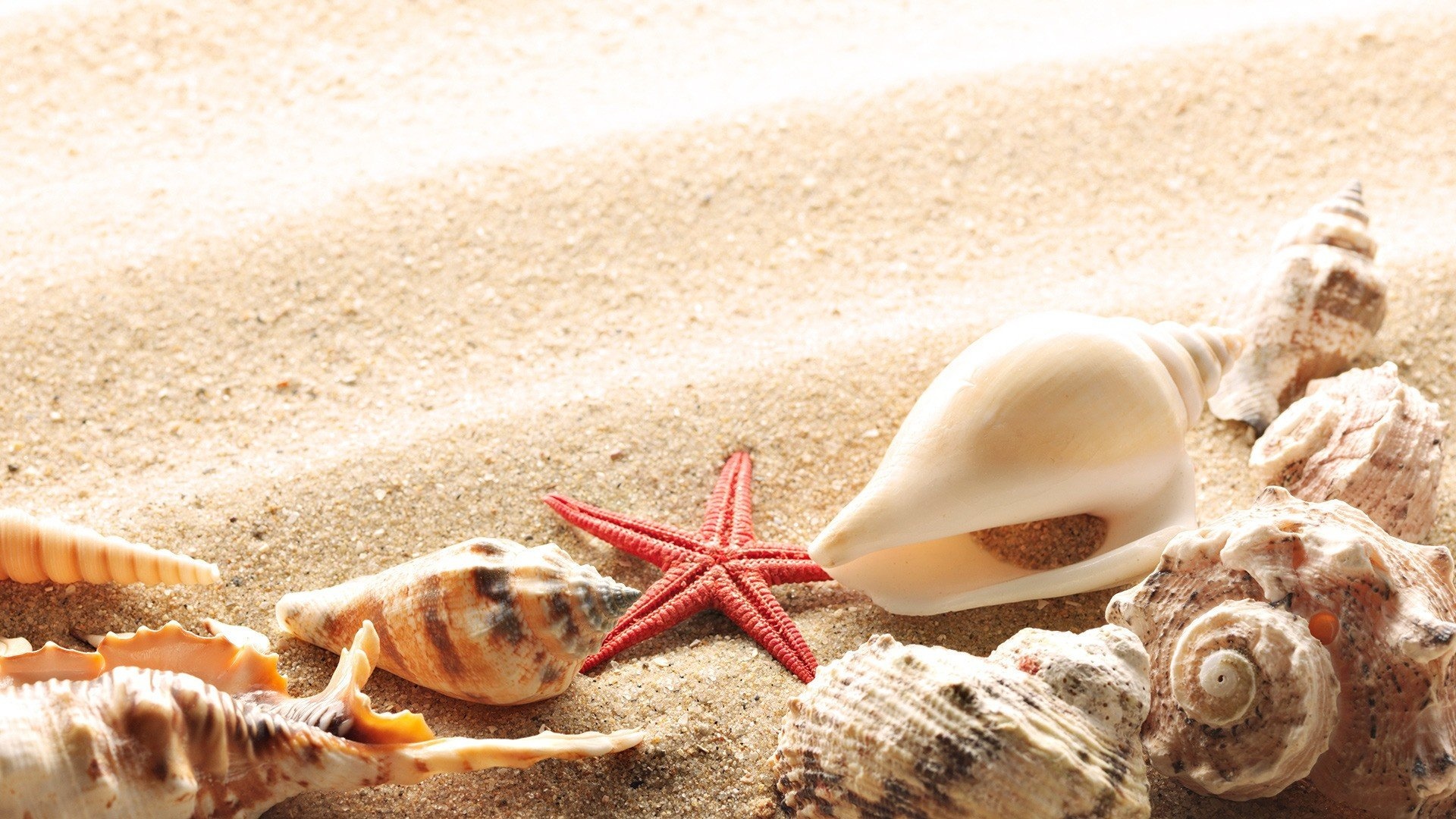 Shell Wallpapers, Backgrounds, Wallpaper, HD, 1920x1080 Full HD Desktop