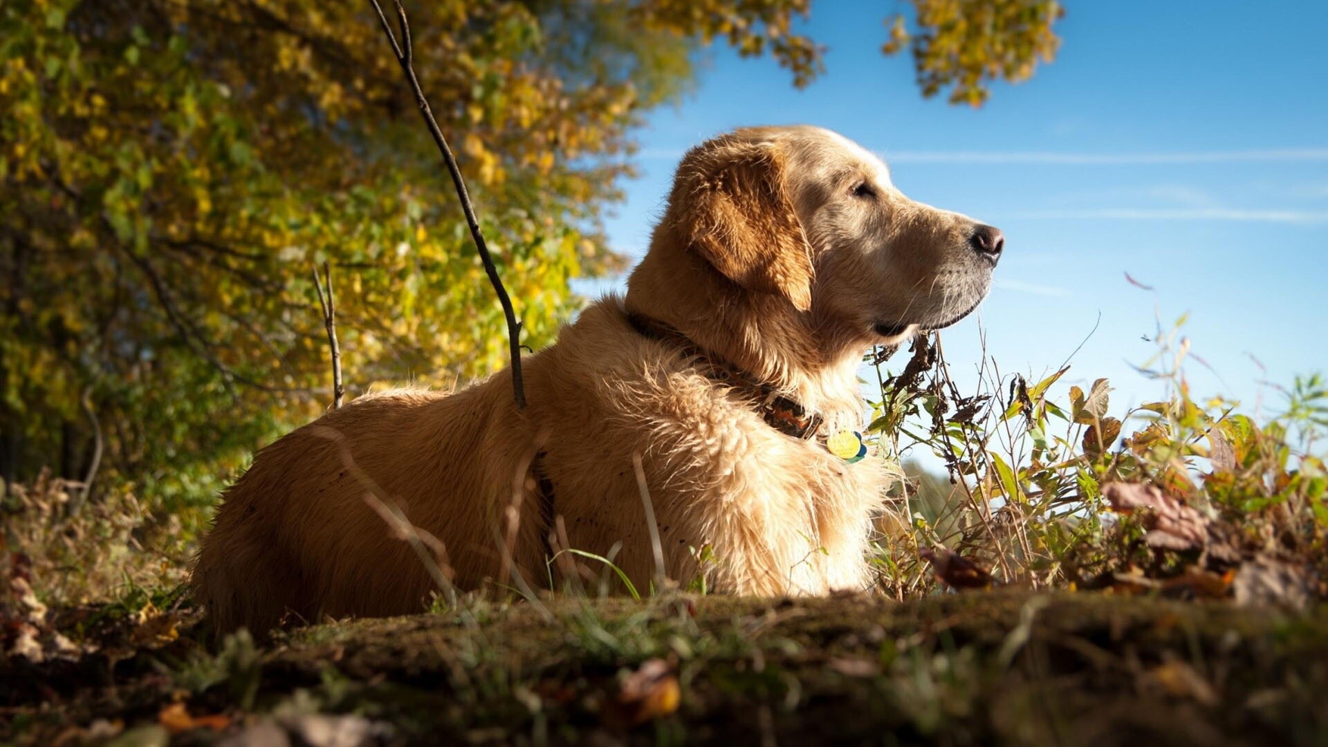 Labrador dog, Serene wallpaper, Wallpaper 8, 1920x1080 Full HD Desktop