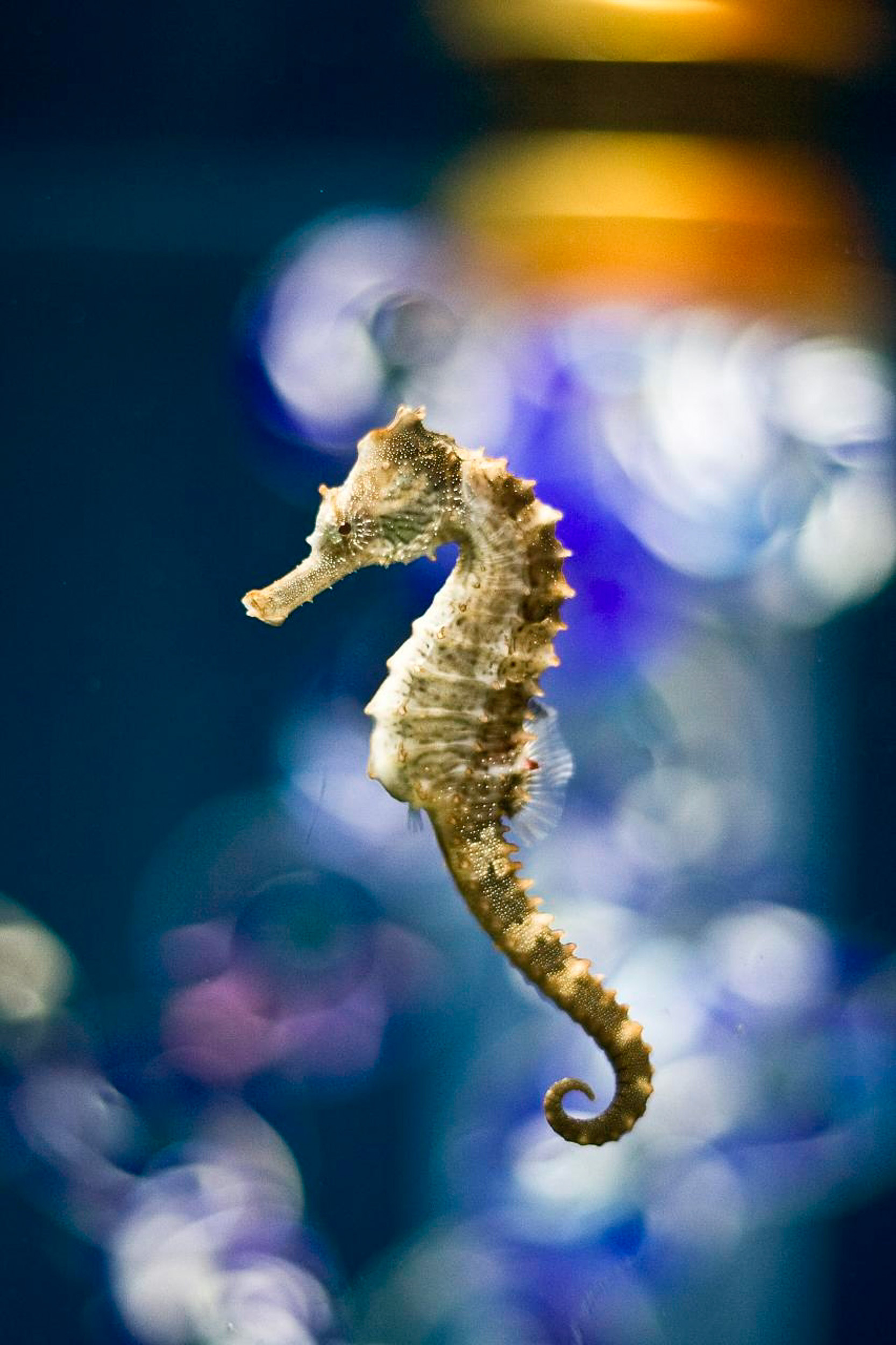 The long-snouted, Seahorses Wallpaper, 1670x2500 HD Phone