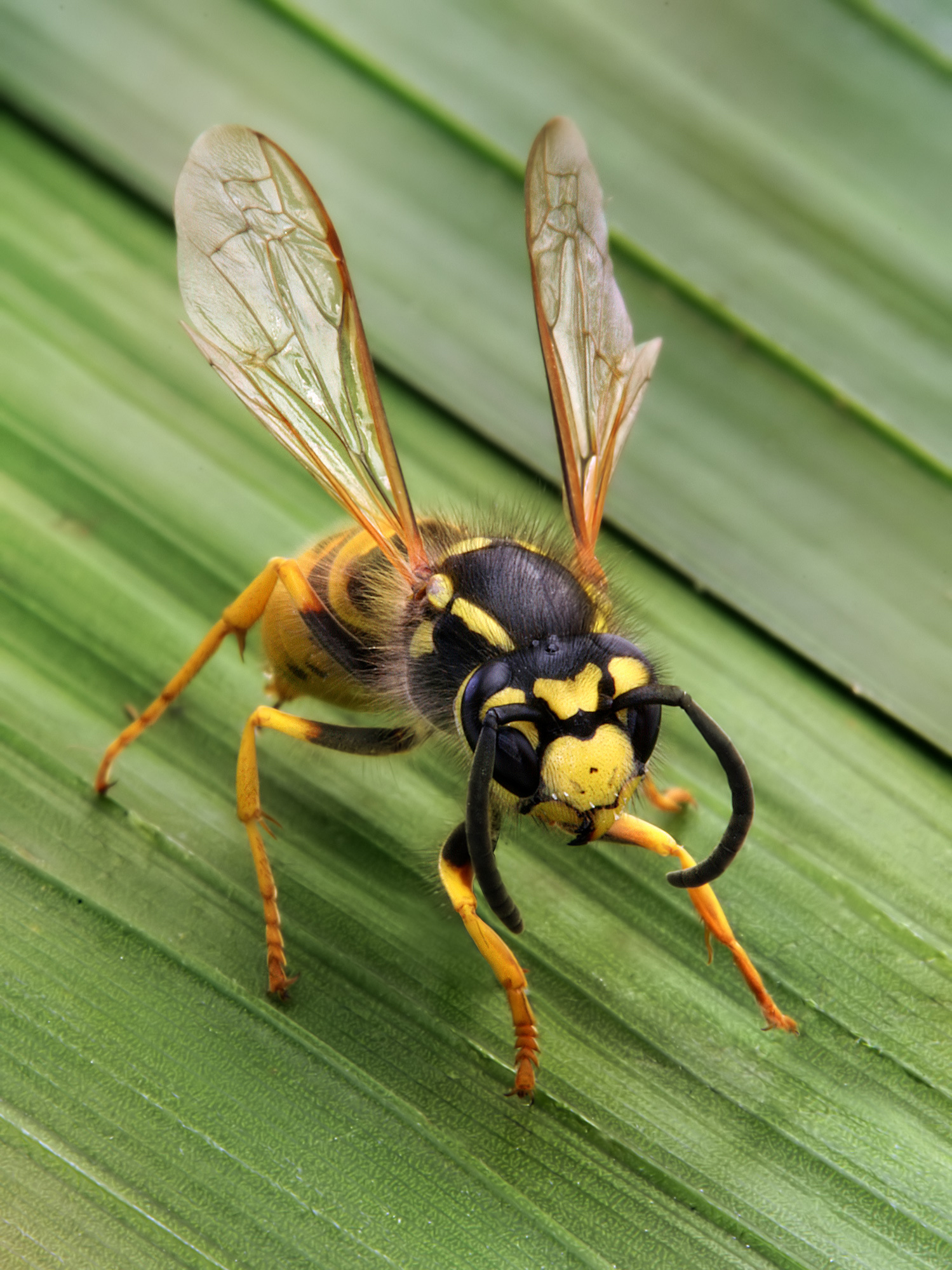 Insect fly, Free photo, 1500x2000 HD Phone