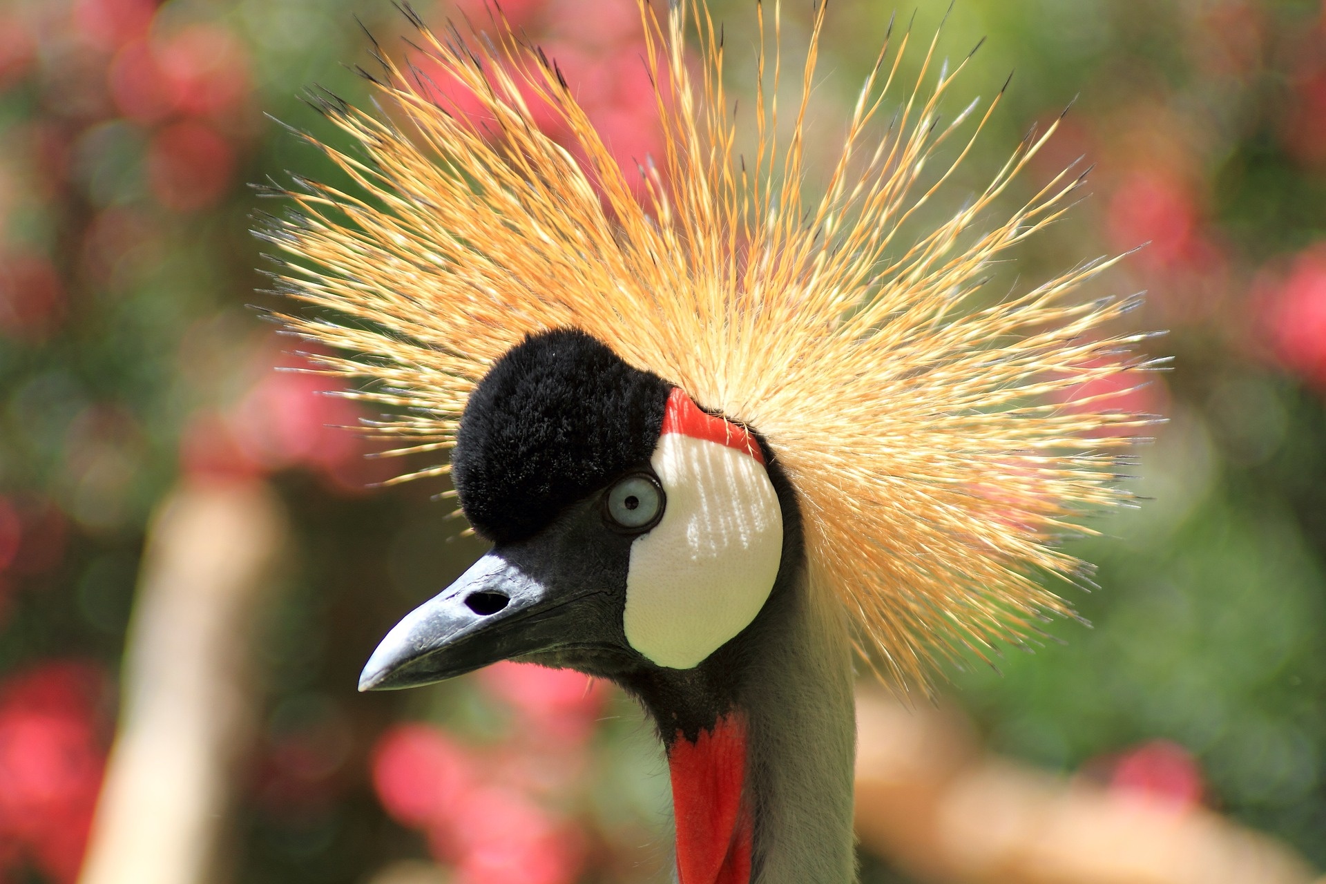 Grey crowned crane, Animal close up, Bokeh wallpaper, Resolution, 1920x1280 HD Desktop