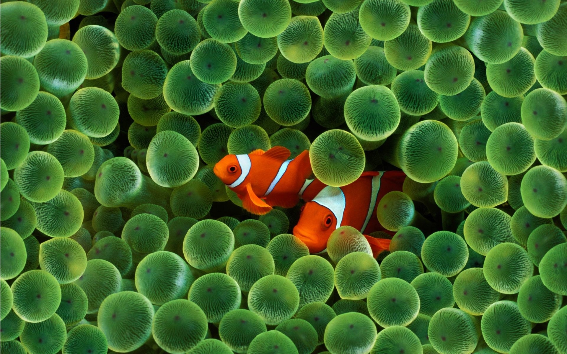 Clown Fish, Colorful sea creatures, Tropical coral reefs, Marine biodiversity, 1920x1200 HD Desktop