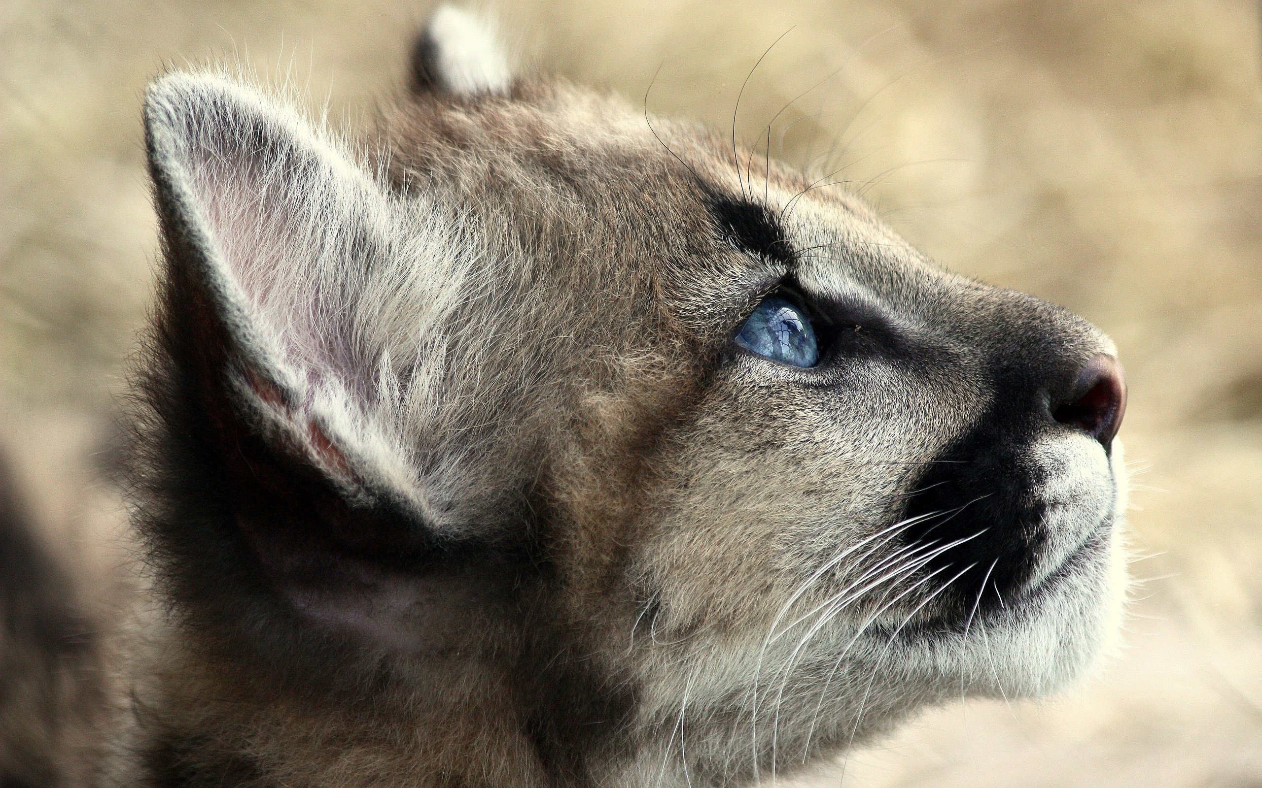 Cougar, HD wallpapers, Desktop backgrounds, Stunning images, 2560x1600 HD Desktop