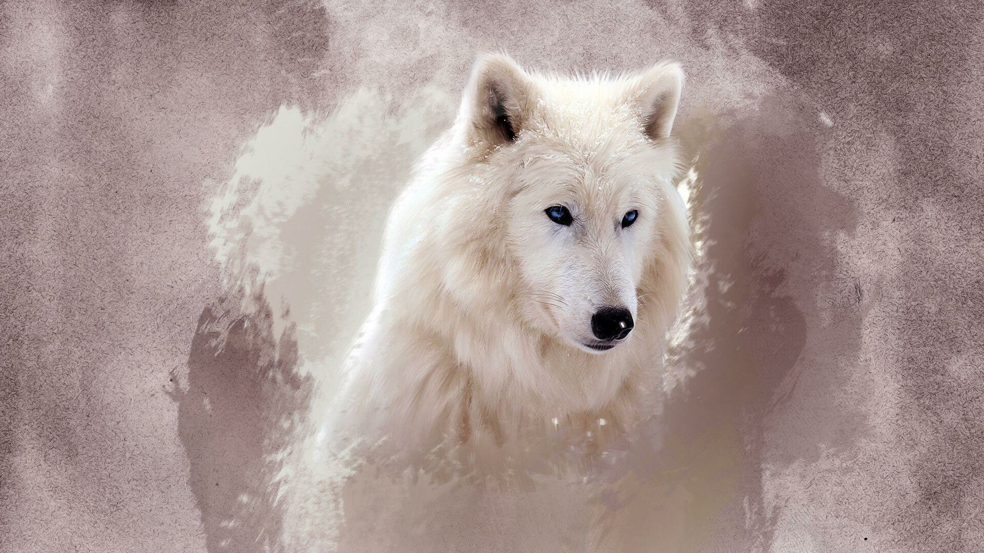 HD wolf wallpaper, Nature's beauty, Captivating gaze, Mesmerizing presence, 1920x1080 Full HD Desktop