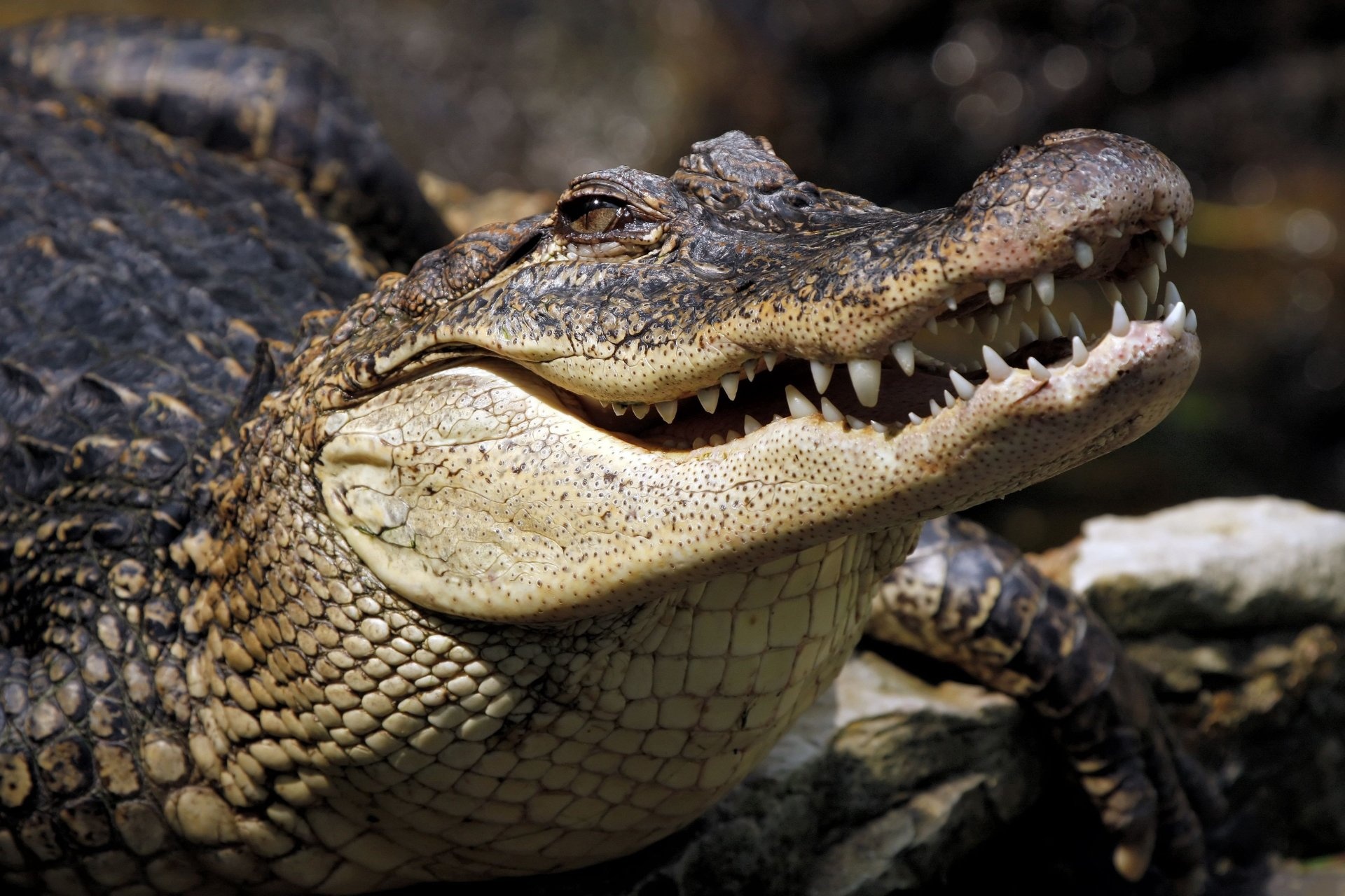 Crocodile Animals - HD Wallpapers, Background Images, 1920x1280 HD Desktop