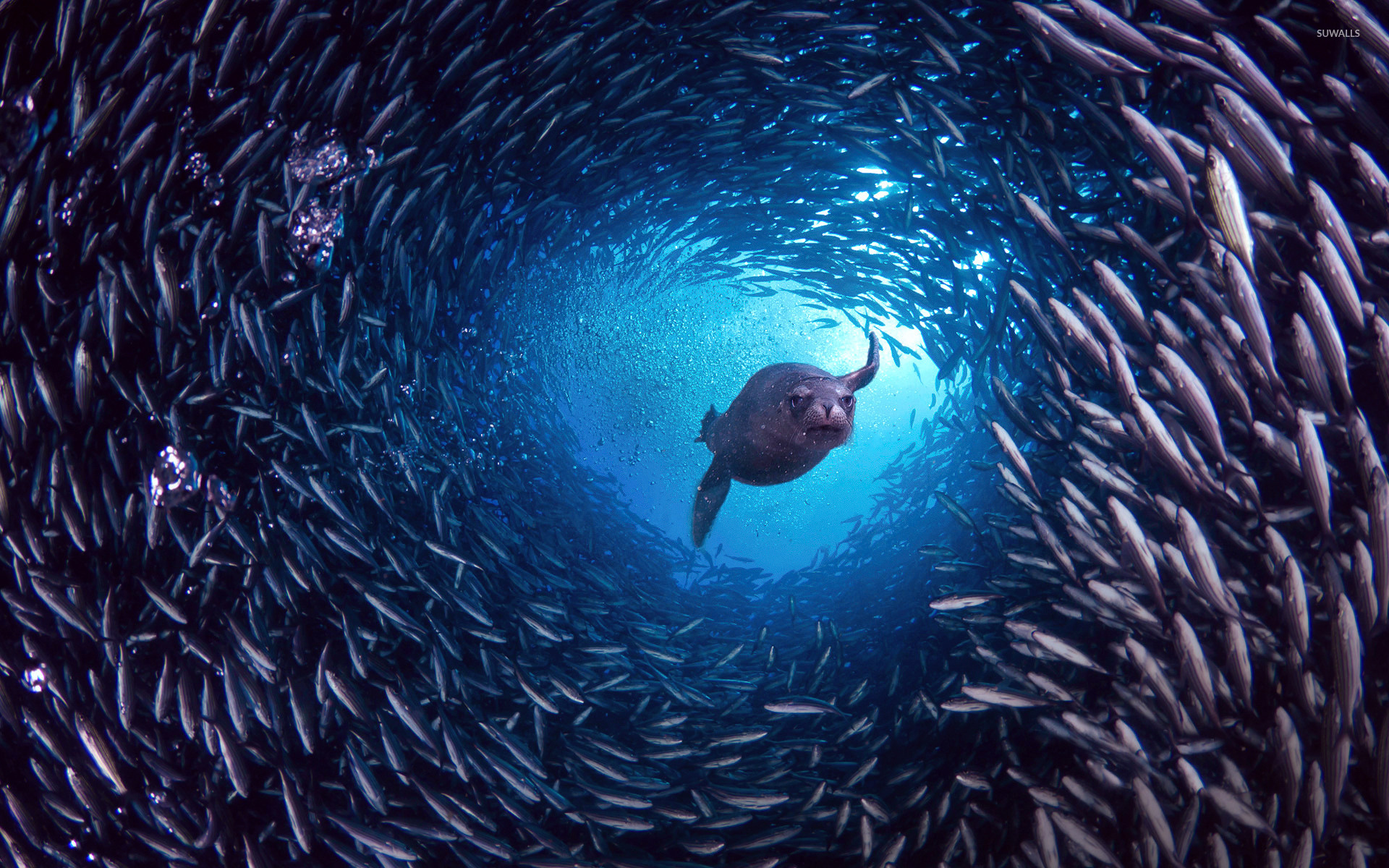 Sardine shoal, Sea Lions Wallpaper, 1920x1200 HD Desktop