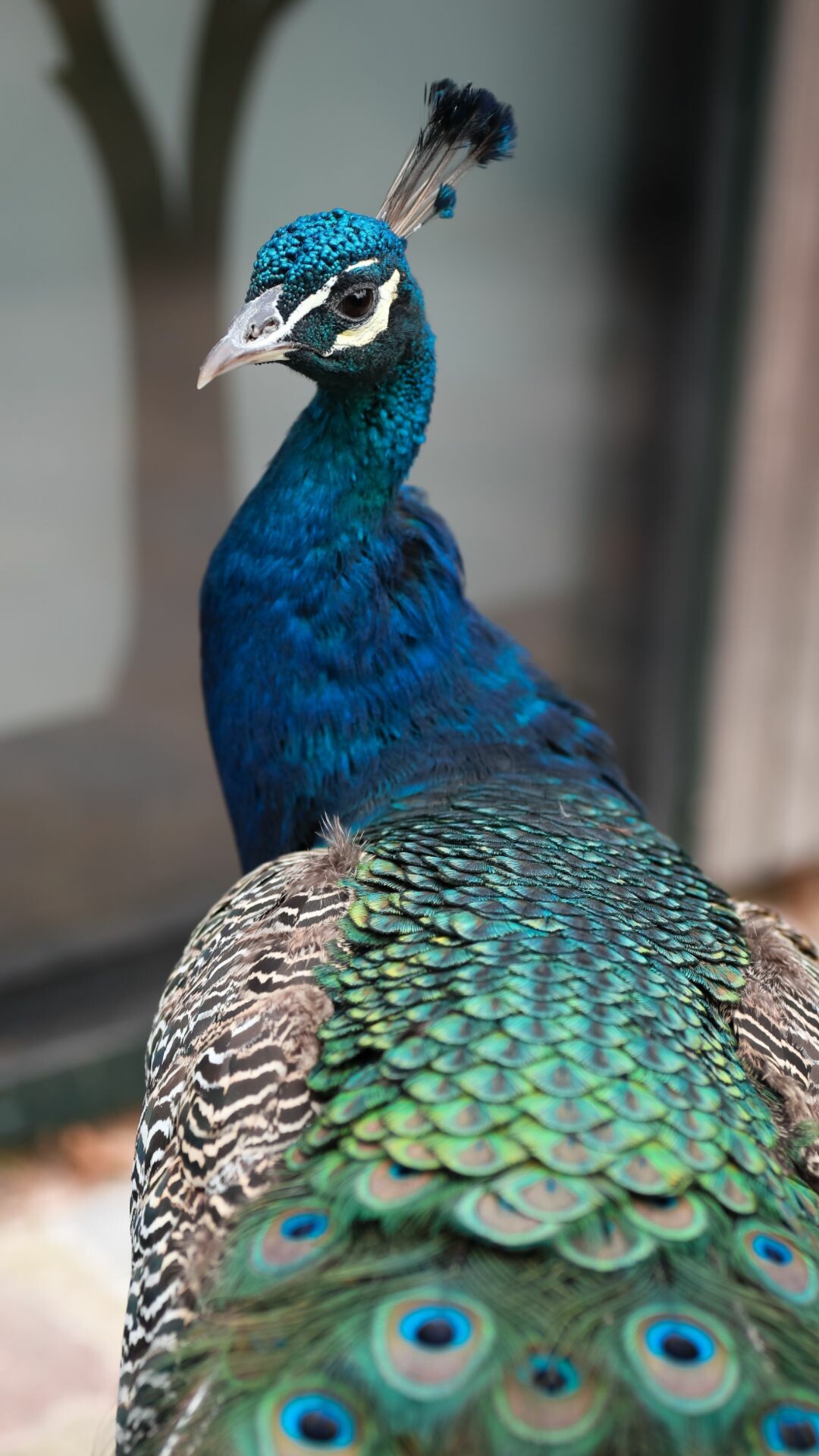 Beautiful peacock, Vibrant feathers, Exotic bird, Stunning 4K view, 1080x1920 Full HD Phone